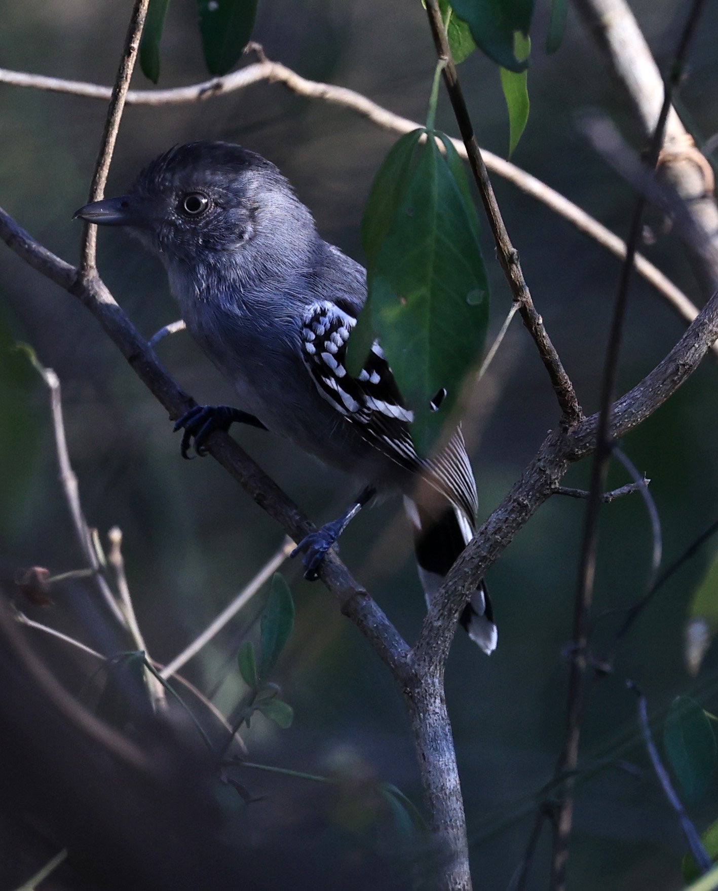 Bolivian Slaty-Antshrike (Thamnophilus sticturus) Agua Dulce Paraguay (12).jpg