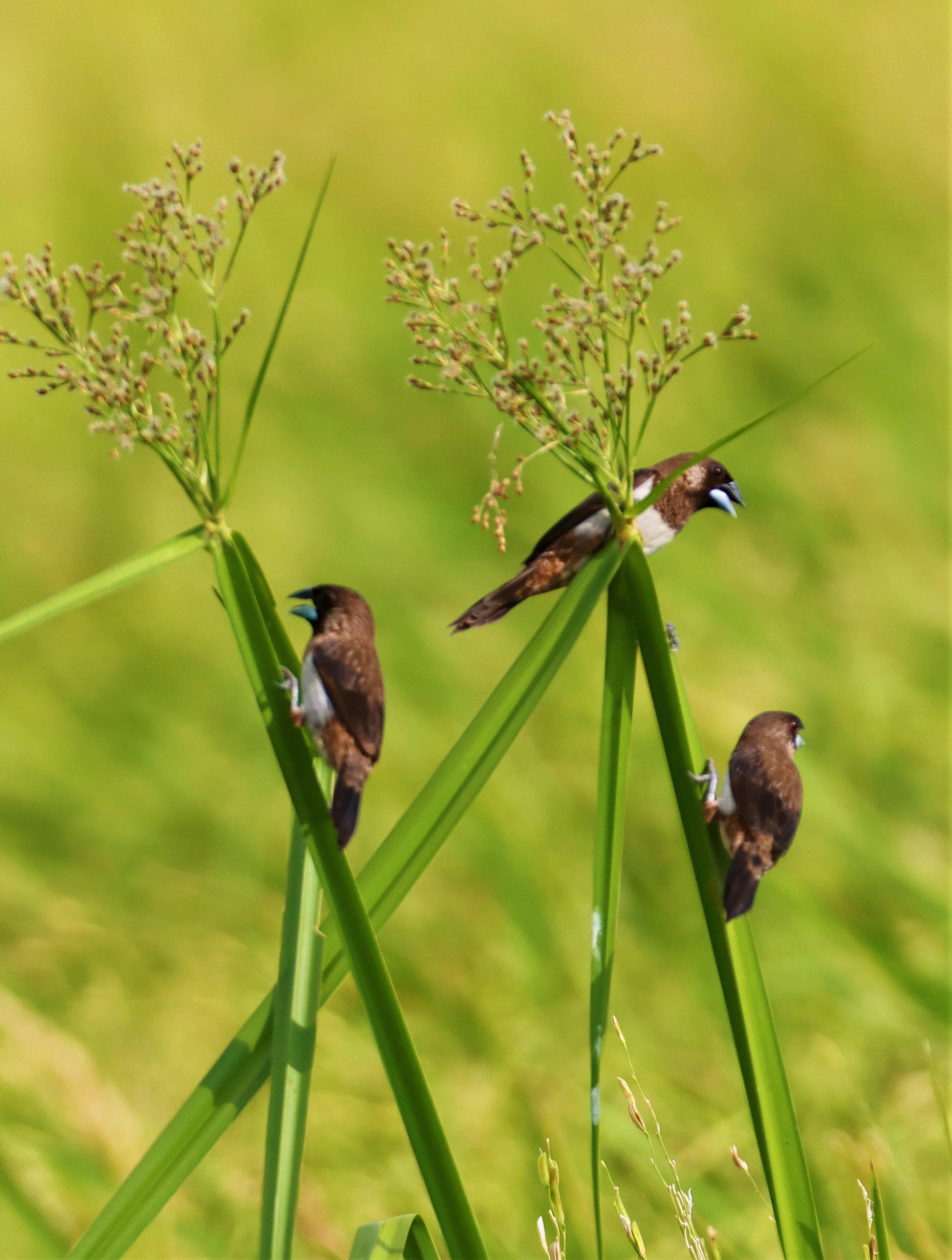 MUNIA - WHITE-RUMPED MUNIA - Lonchura striata - LAT KRABANG THAP YAO RICEFIELDS August 25, 2021 (2).jpg