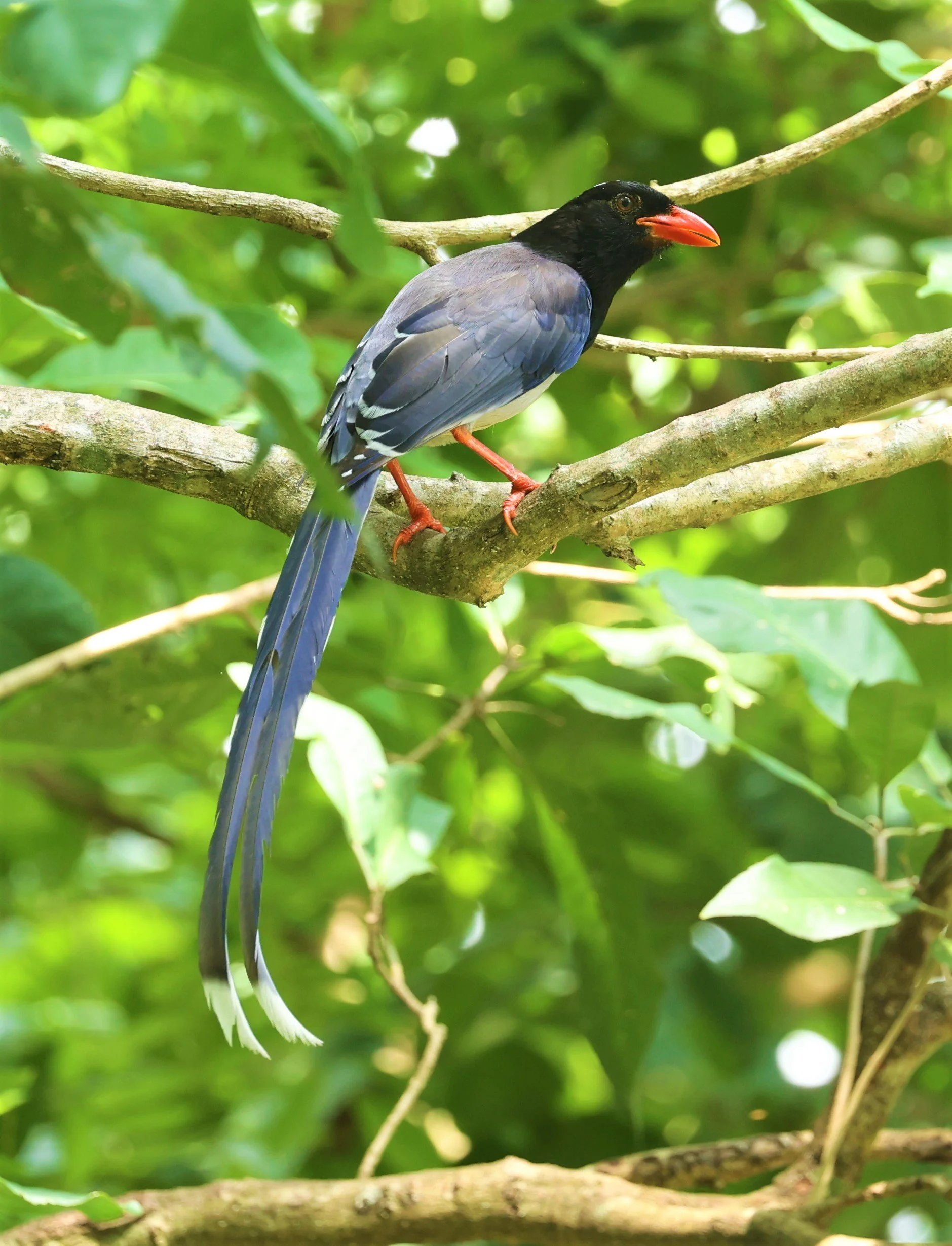 MAGPIE - BLUE MAGPIE - Urocissa erythrorhyncha - HUAI KHA KHAENG WILDLIFE SANCTUARY MAY 1 2022 (22).jpg