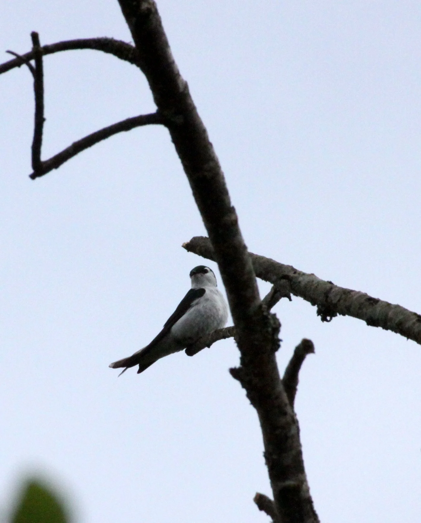 Tree Swallow (Tachycineta bicolor) Somemos Marsh Vancouver Island BC (3).JPG