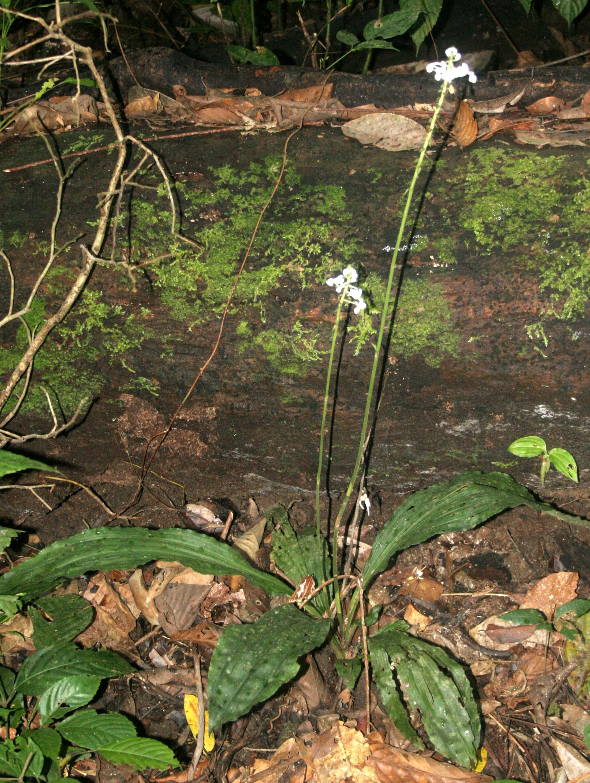 DANUM VALLEY BORNEO - ORCHID SPECIES (2).JPG