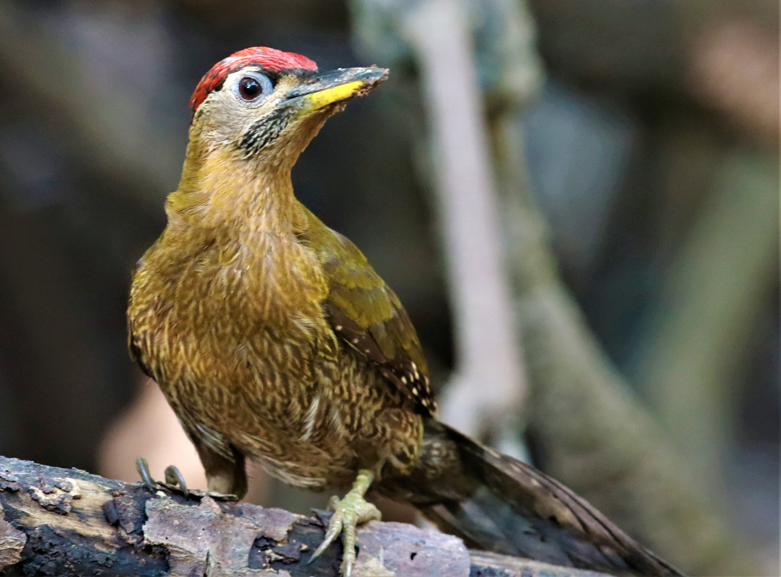 WOODPECKER - STREAK BREASTED WOODPECKER -Picus viridanus - AO PHANG NGA NATIONAL PARK AREA (29).jpg