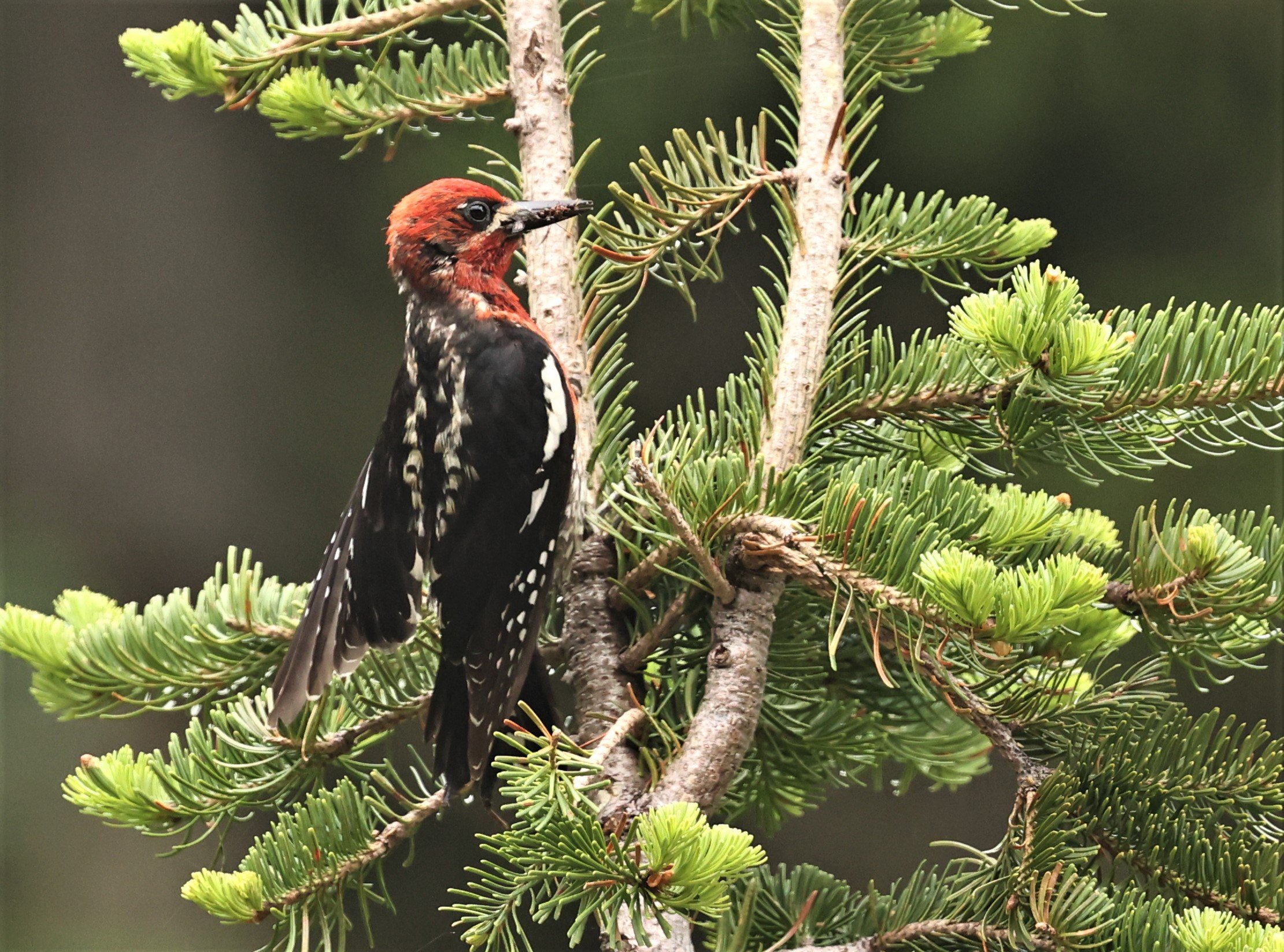 Sphyrapicus ruber - RED-BREASTED SAPSUCKER - MOUNT RAINIER NATIONAL PARK WASHINGTON (1).jpg