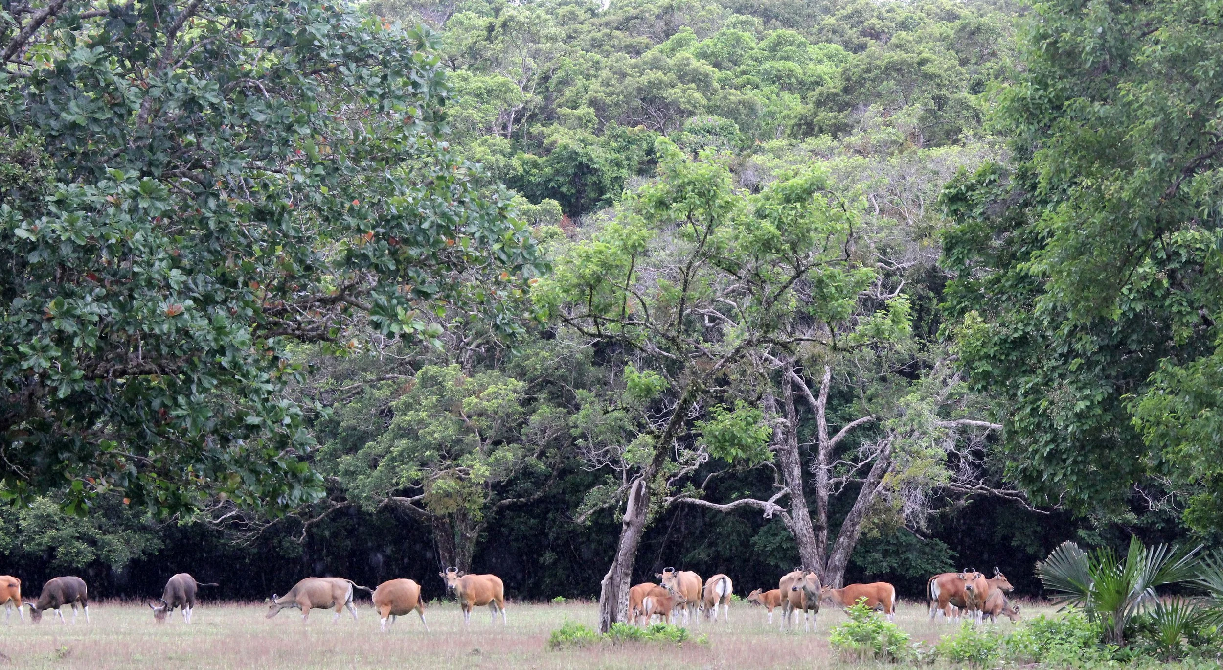 BANTENG - JAVA BANTENG - Bos javanicus javanicus - UJUNG KULON NATIONAL PARK JAVA BARAT INDONESIA (3).JPG