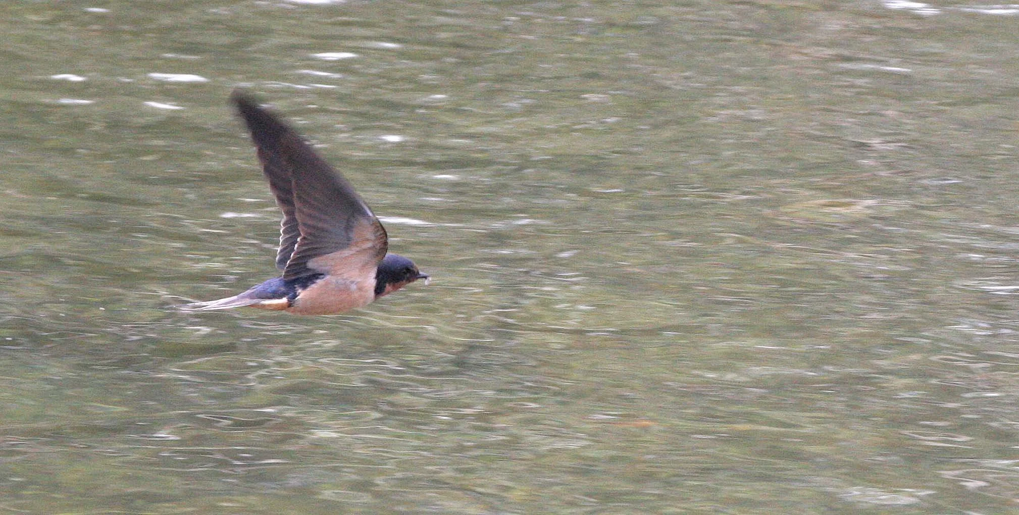 Barn Swallow (Hirundo rustica) Morse Creek Mouth Olympic Peninsula Washington (4).JPG