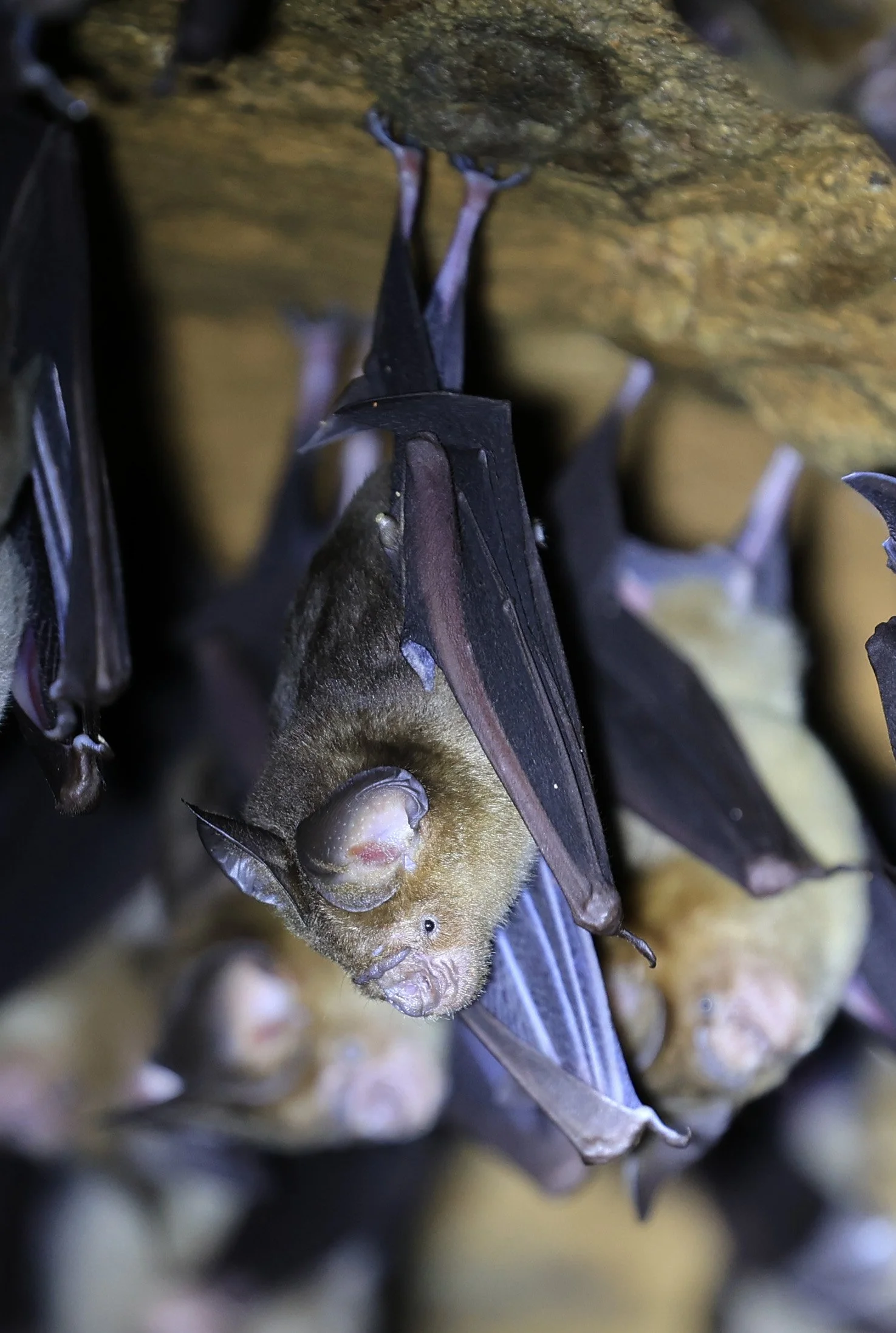 Horsfield’s Leaf-nosed Bat (Hipposideros.larvatus) Wat Tham Sila Thong Temple Pak Chong Thailand near Khao Yai (64).jpg