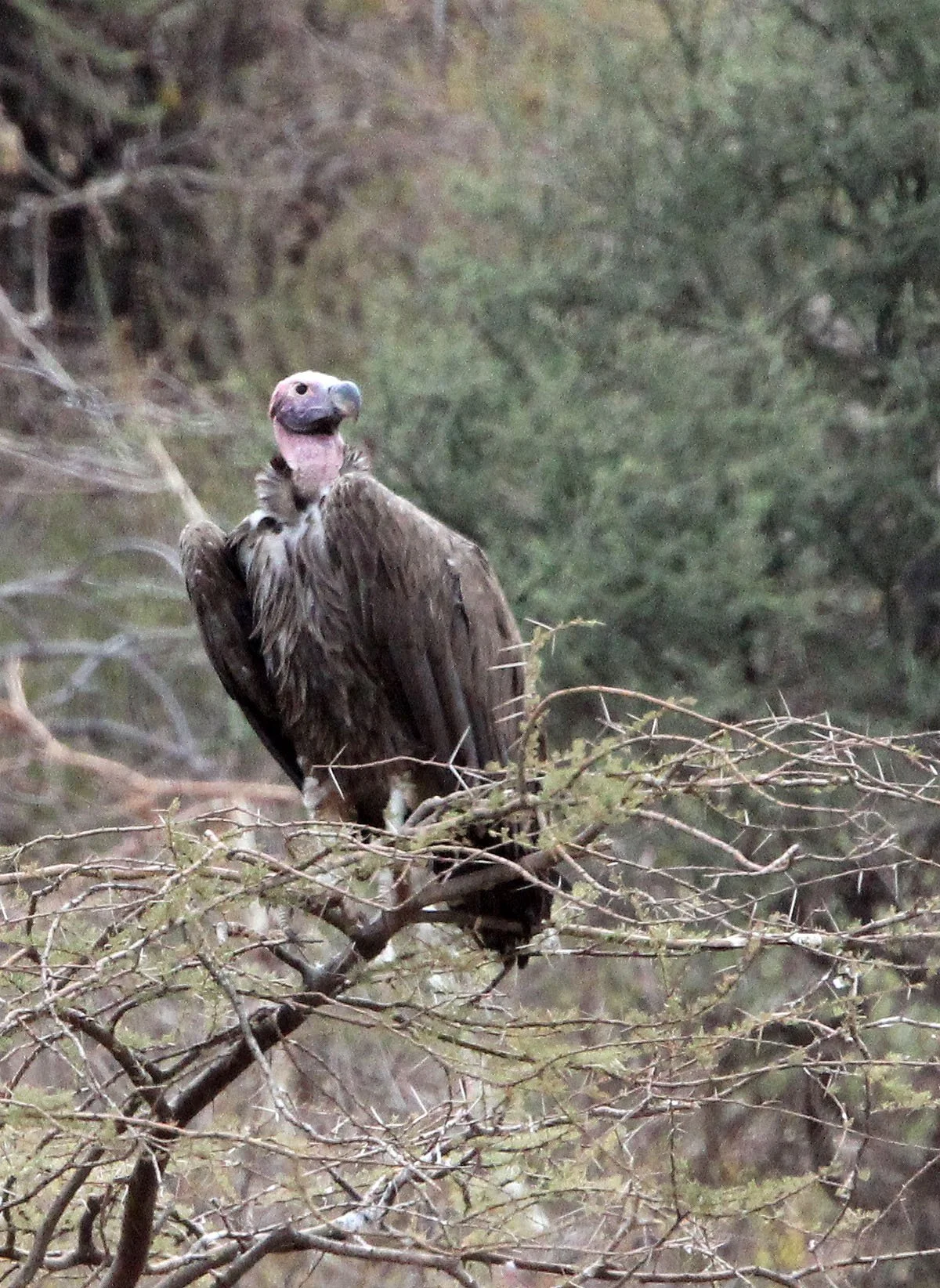 Torgos tracheliotos - LAPPET-FACED (NUBIAN) VULTURE - ETOSHA NATIONAL PARK NAMIBIA (2).JPG