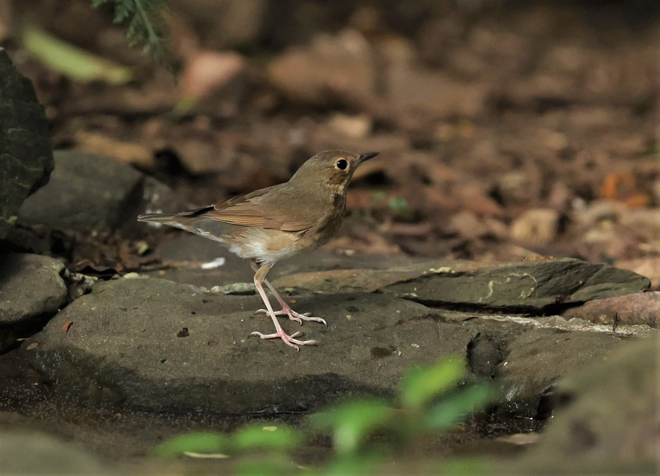 ROBIN - SIBERIAN BLUE ROBIN - Luscinia cyane - NUY HIDE NEAR KAENG KRACHAN FEB 2022 (44).jpg