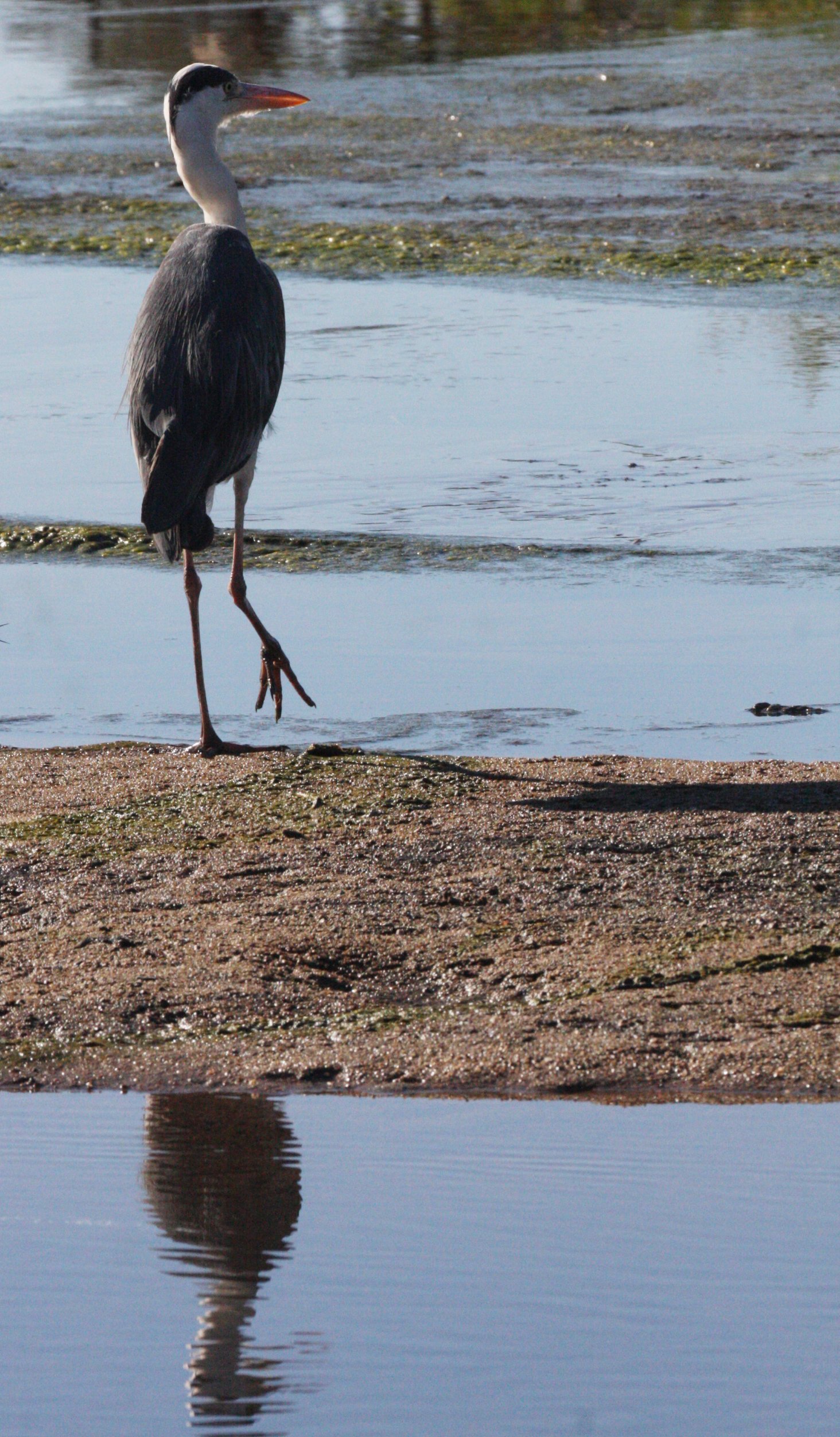 HERON - BLACK-HEADED HERON - Ardea melanocephala - SAINT LUCIA WETLANDS RESERVE - SOUTH AFRICA (2).JPG
