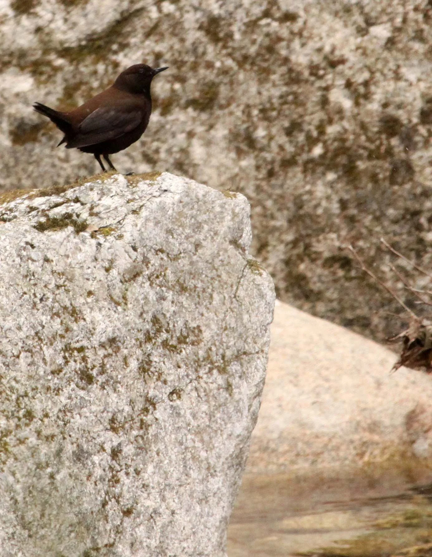 Brown dipper (Cinclus pallasii) Foping Nature Reserve Shaanxi China (10).JPG