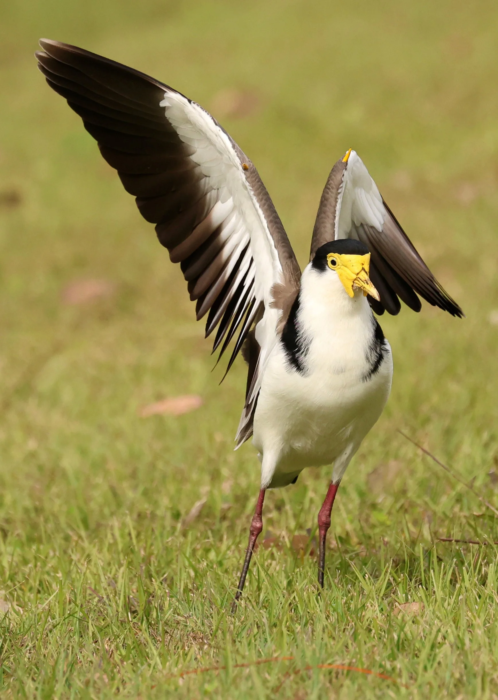 Masked Lapwing (Vanellus miles) Canungra near Lamington NP - Queensland (17).jpg