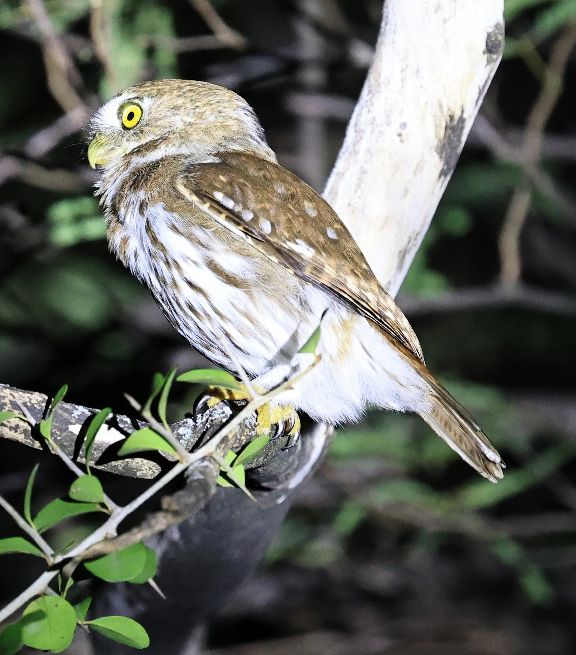 Ferruginous Pygmy-Owl (Glaucidium brasilianum) Reserva Nueland  Selva Serena (55).jpg