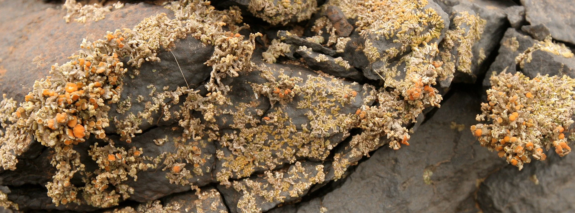 NAMIBIA - SKELETON COAST NATIONAL PARK (9).JPG