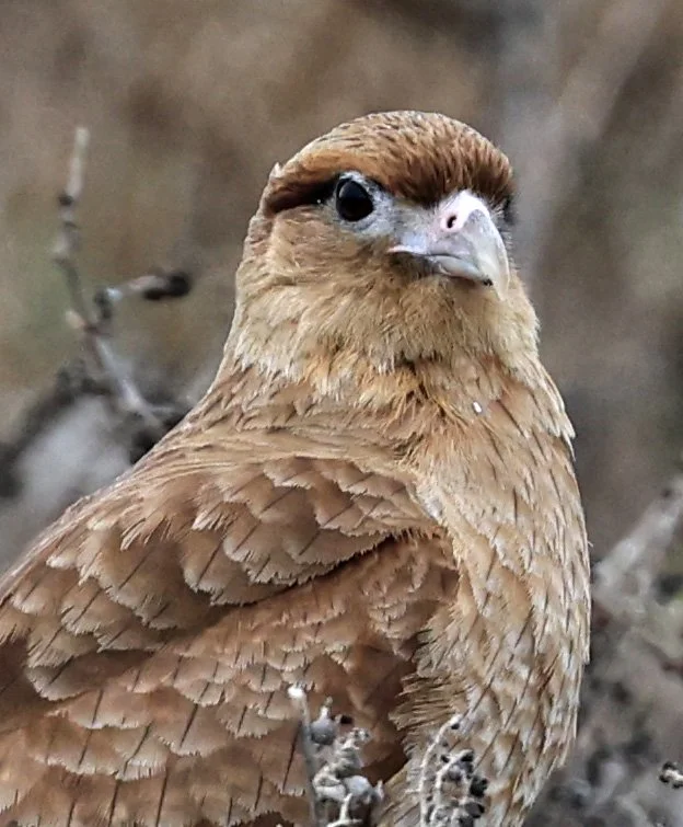 Chimango Caracara (Daptrius chimango) Lagunas del Ornitólogo, Trelew Argentina (26).jpg