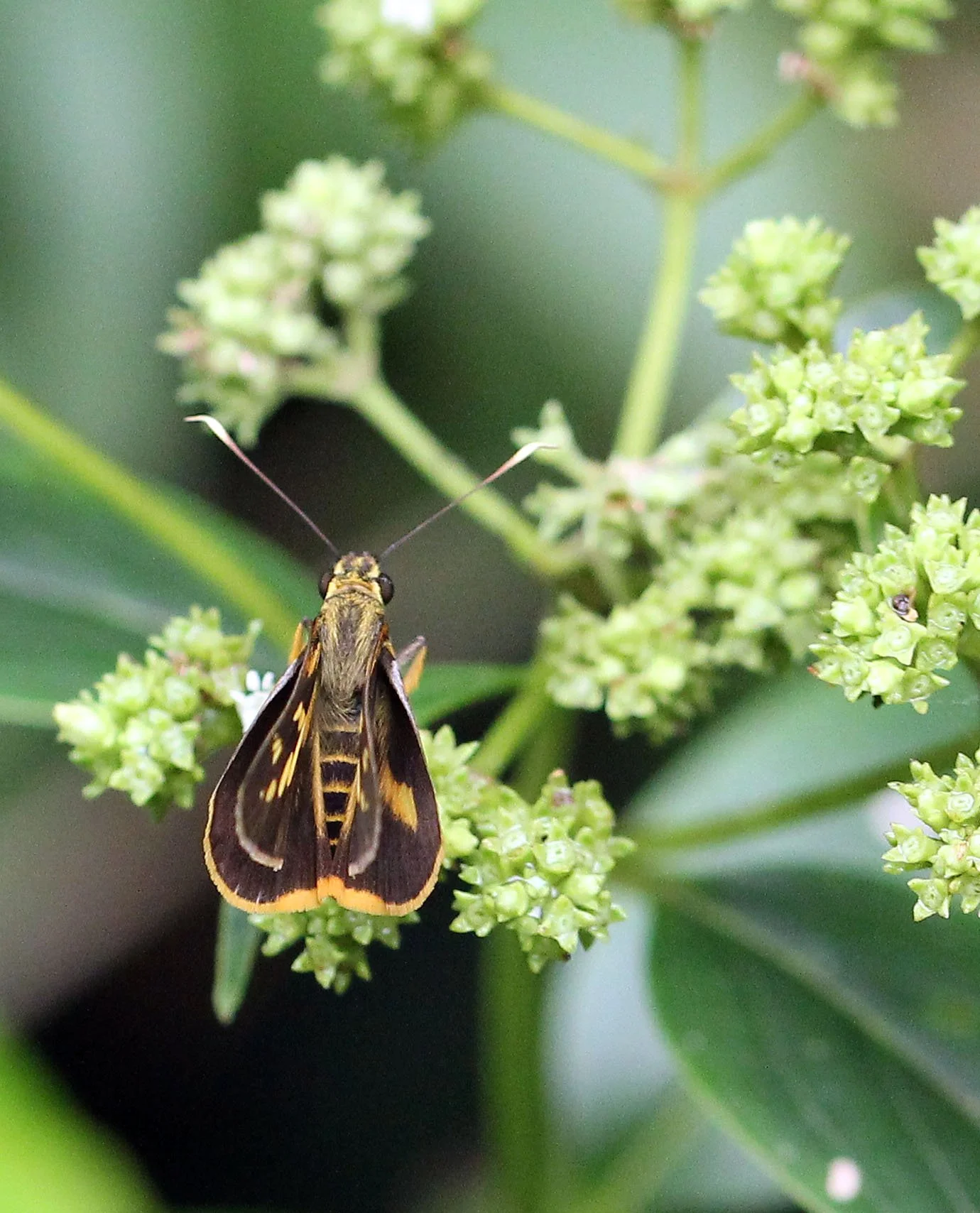 Hesperiidae - Potanthus pava - Khao Yai National Park, Thaiiland