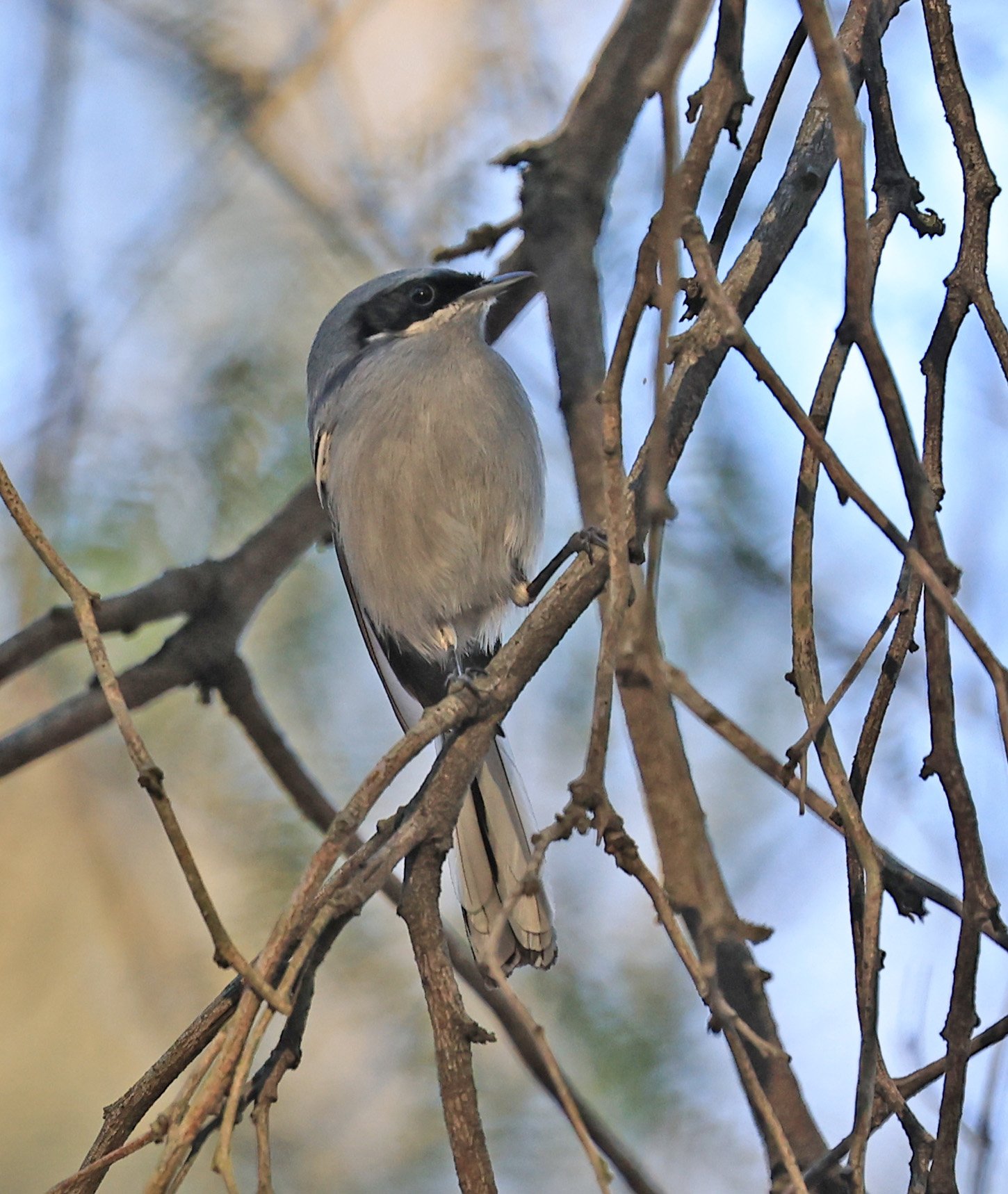 Masked Gnatcatcher (Polioptila dumicola) Estancia Campo'i Paraguay (6).jpg