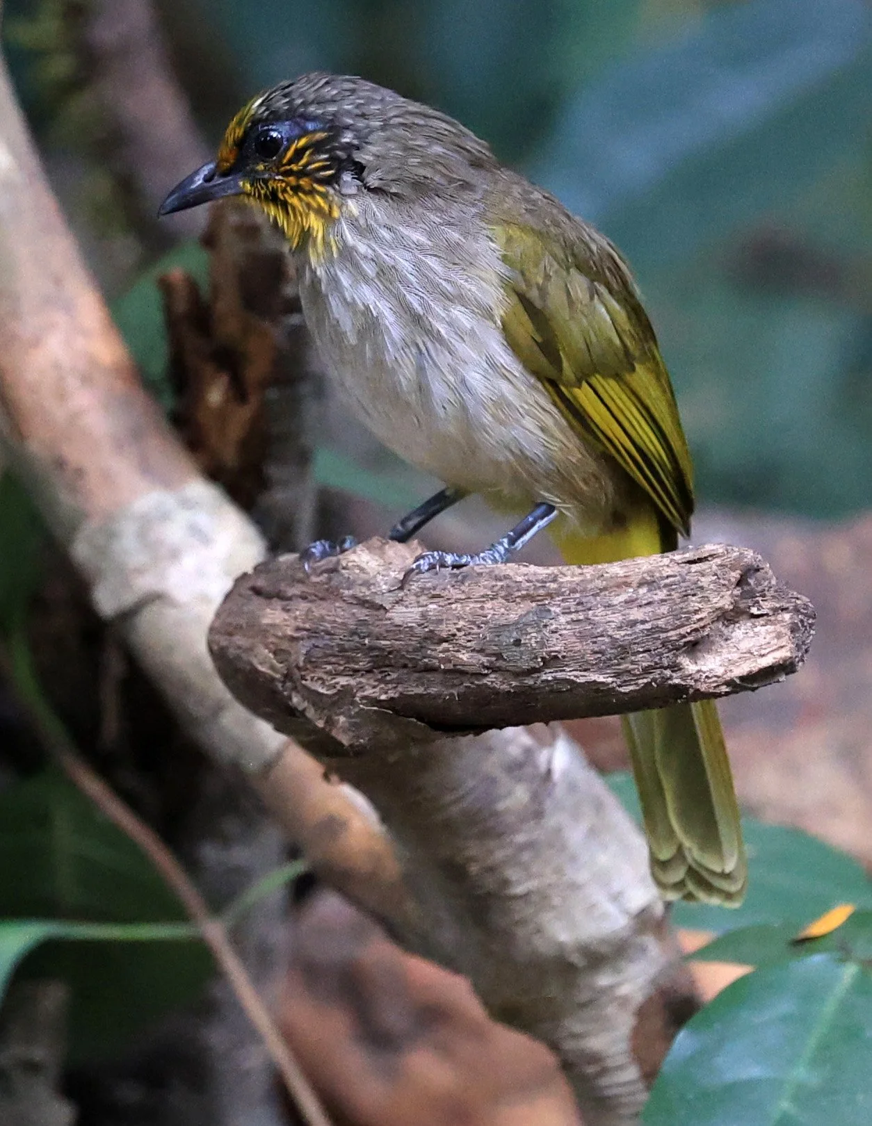 Stripe-throated Bulbul (Pycnonotus finlaysoni) Kaeng Krachan National Park ESS Expedition 2026 (12).jpg