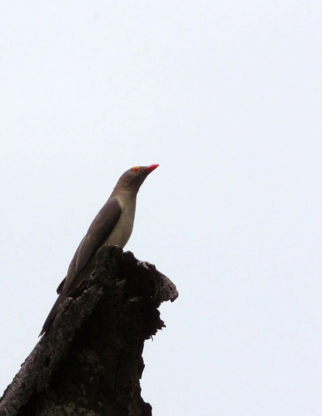Red-billed Oxpecker (Buphagus erythrorynchus) Kruger NP South Africa