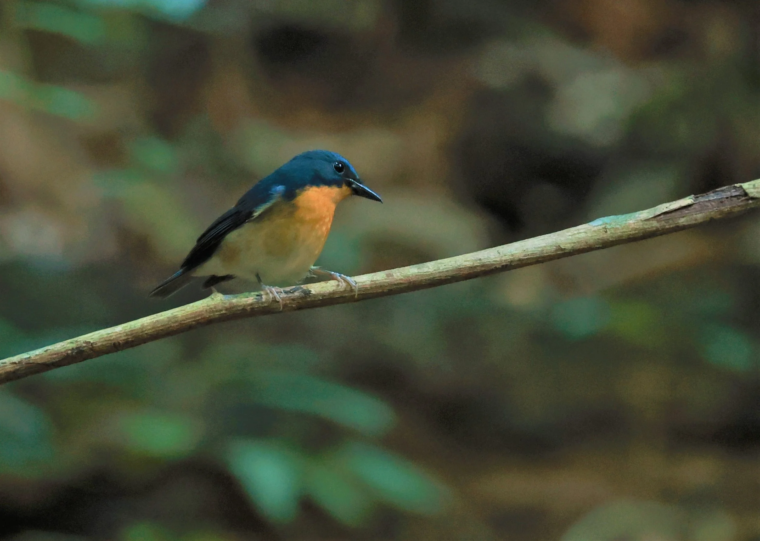 FLYCATCHER - LARGE BLUE FLYCATCHER - Cyornis magnirostris - Si Phang Nga National Park, Thailand Feb 18-19, 2023 (6).jpg