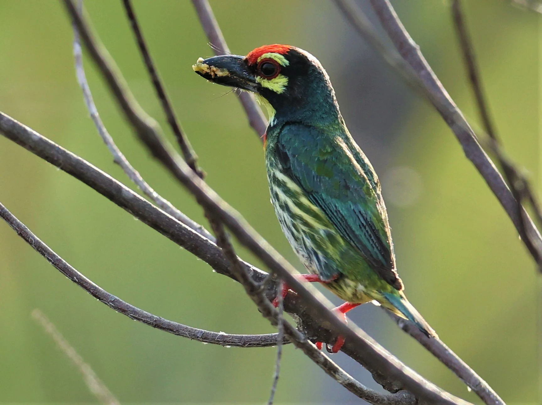 BARBET - COPPERSMITH BARBET - Megalaima haemacephala - KHAO SAM ROI YOD SONGKRAN 2022 (10).jpg