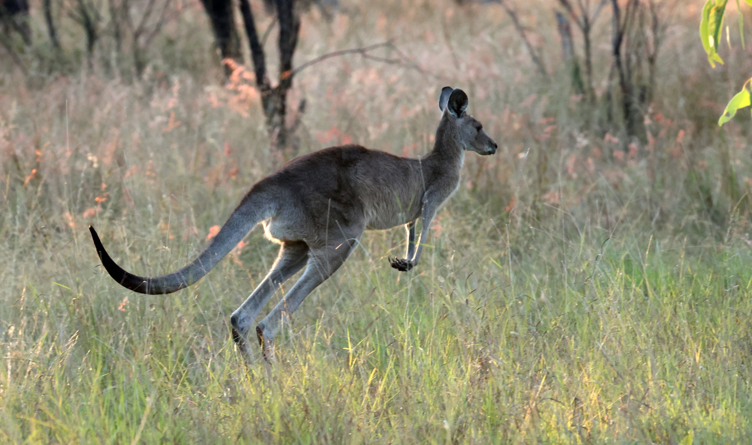 Kangaroop Eastern Grey Kangaroo (Macropus giganteus) — Coke Smith Wildlife