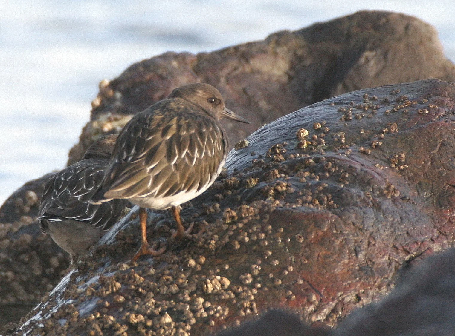BIRD - TURNSTONE - BLACK TURNSTONE - PA HARBOR (29).jpg