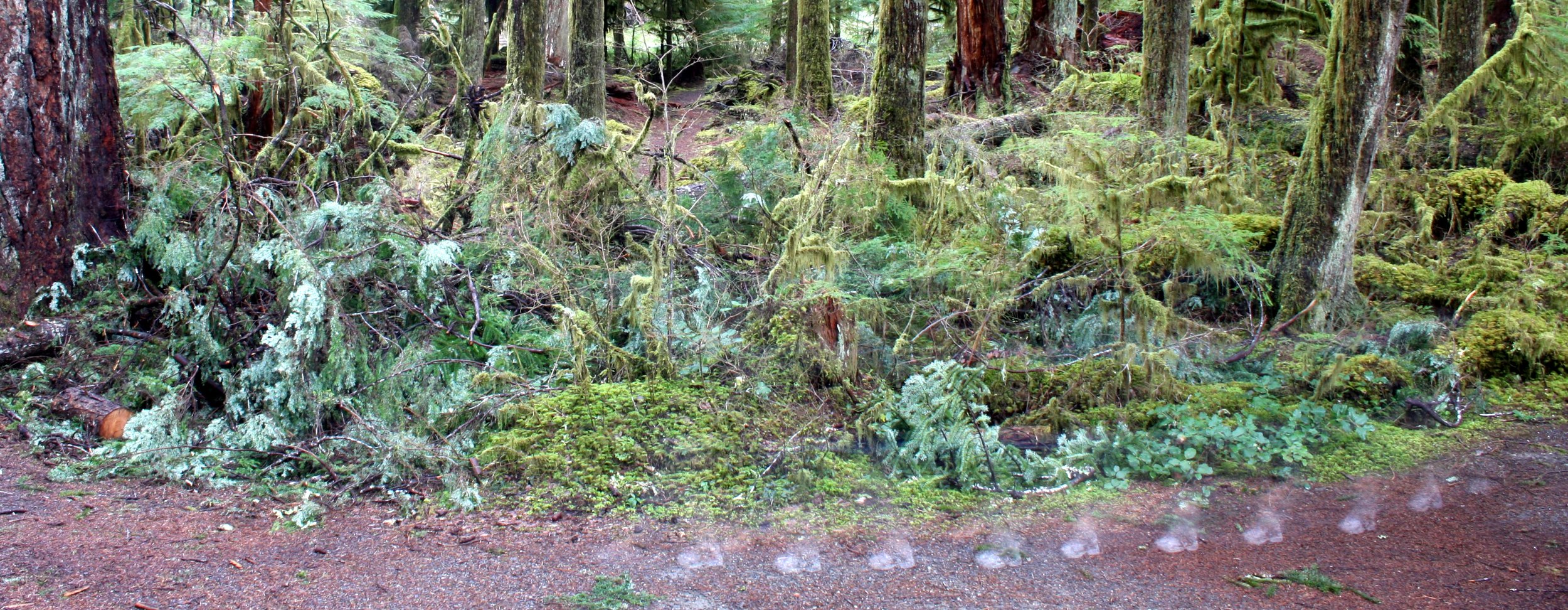 SOL DUC FALLS AND FOREST - ONP WA (7).JPG