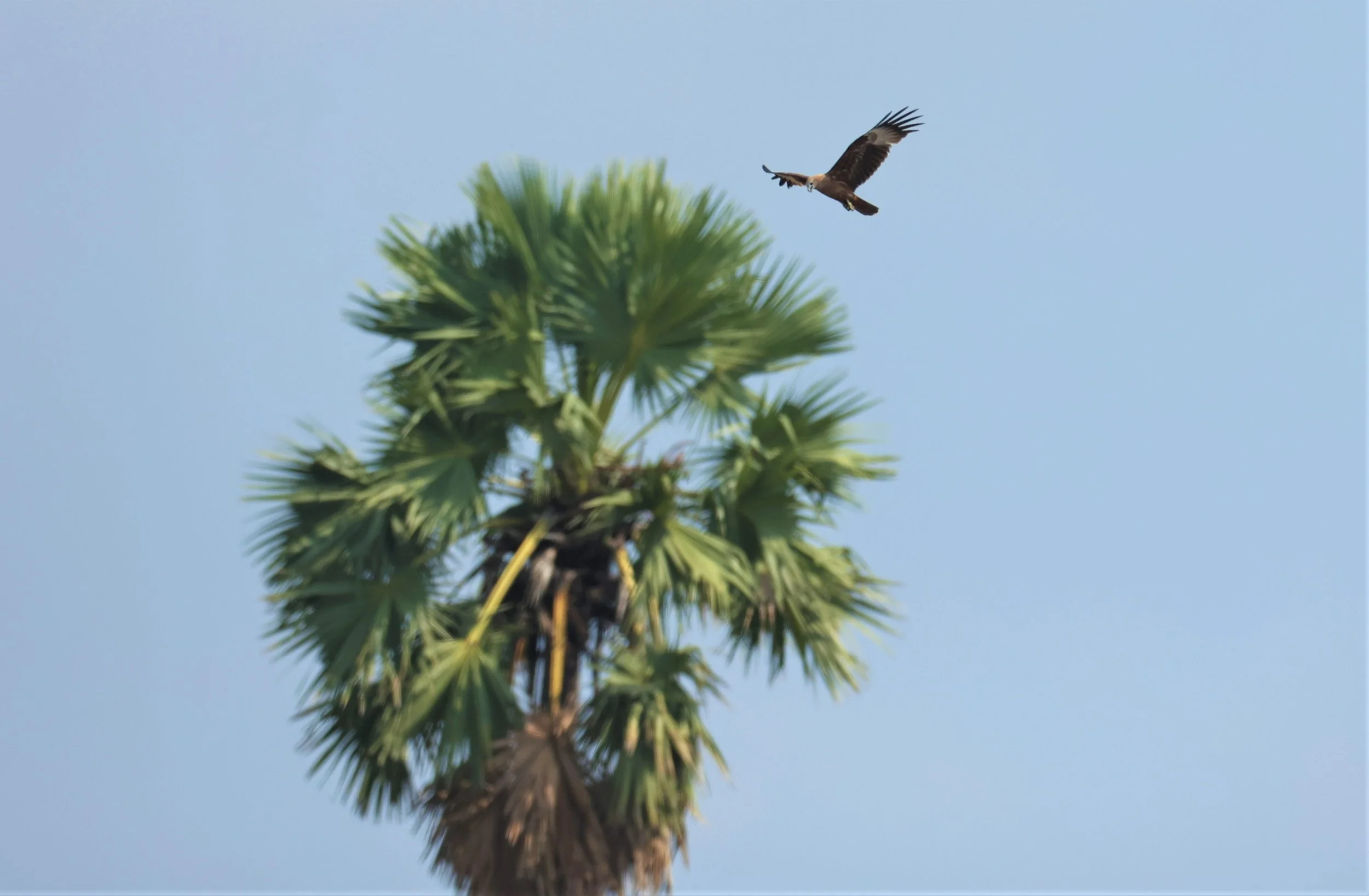 HARRIER - EASTERN MARSH HARRIER - Circus spilonotus - PATHUM THANI RICE RESEARCH CENTER 23 JAN 2022.jpg