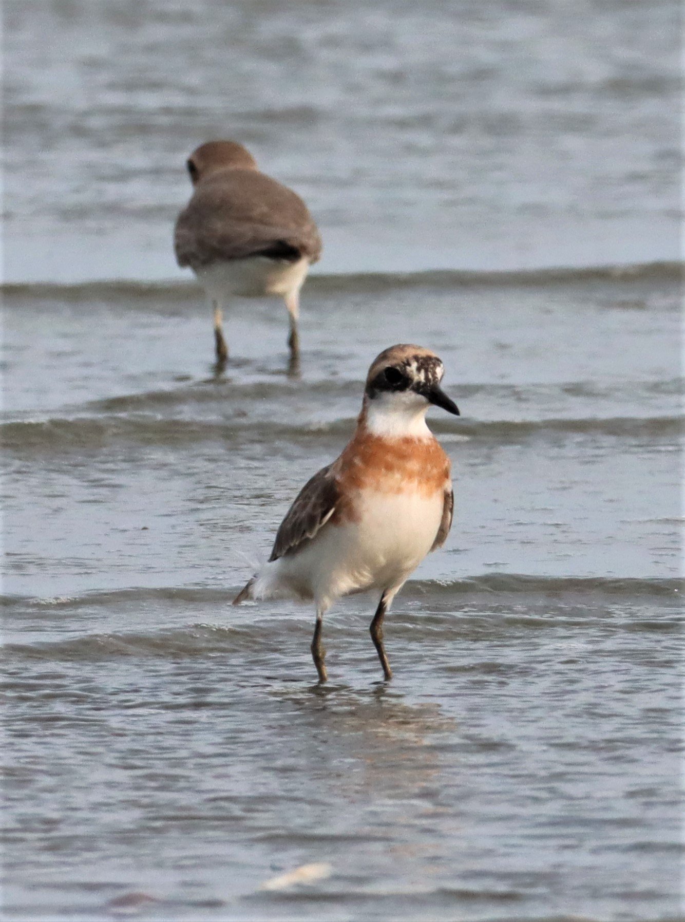 PLOVER - LESSER SAND PLOVER - Charadrius mongolus - AO MAHACHAI MANGROVE FOREST MUDFLATS (19).jpg