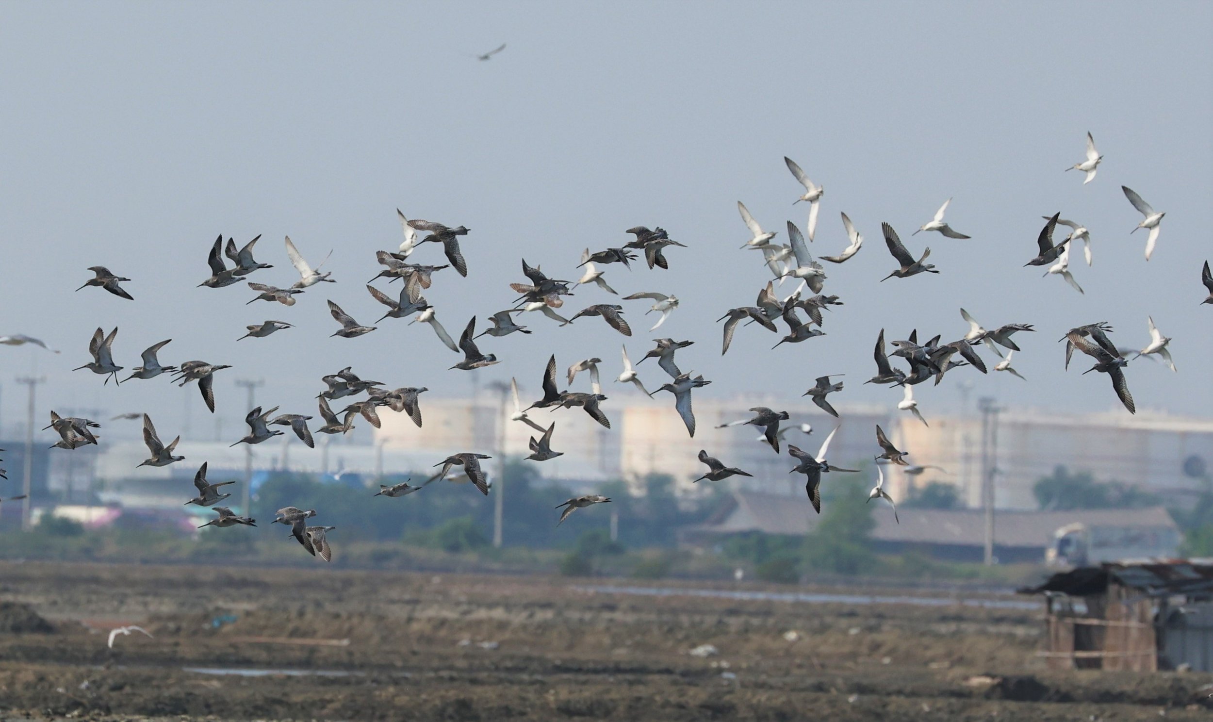 DOWITCHER - ASIAN DOWITCHER - Limnodromus semipalmatus - PAK THALE SALT PONDS MARCH 2022 (29).jpg
