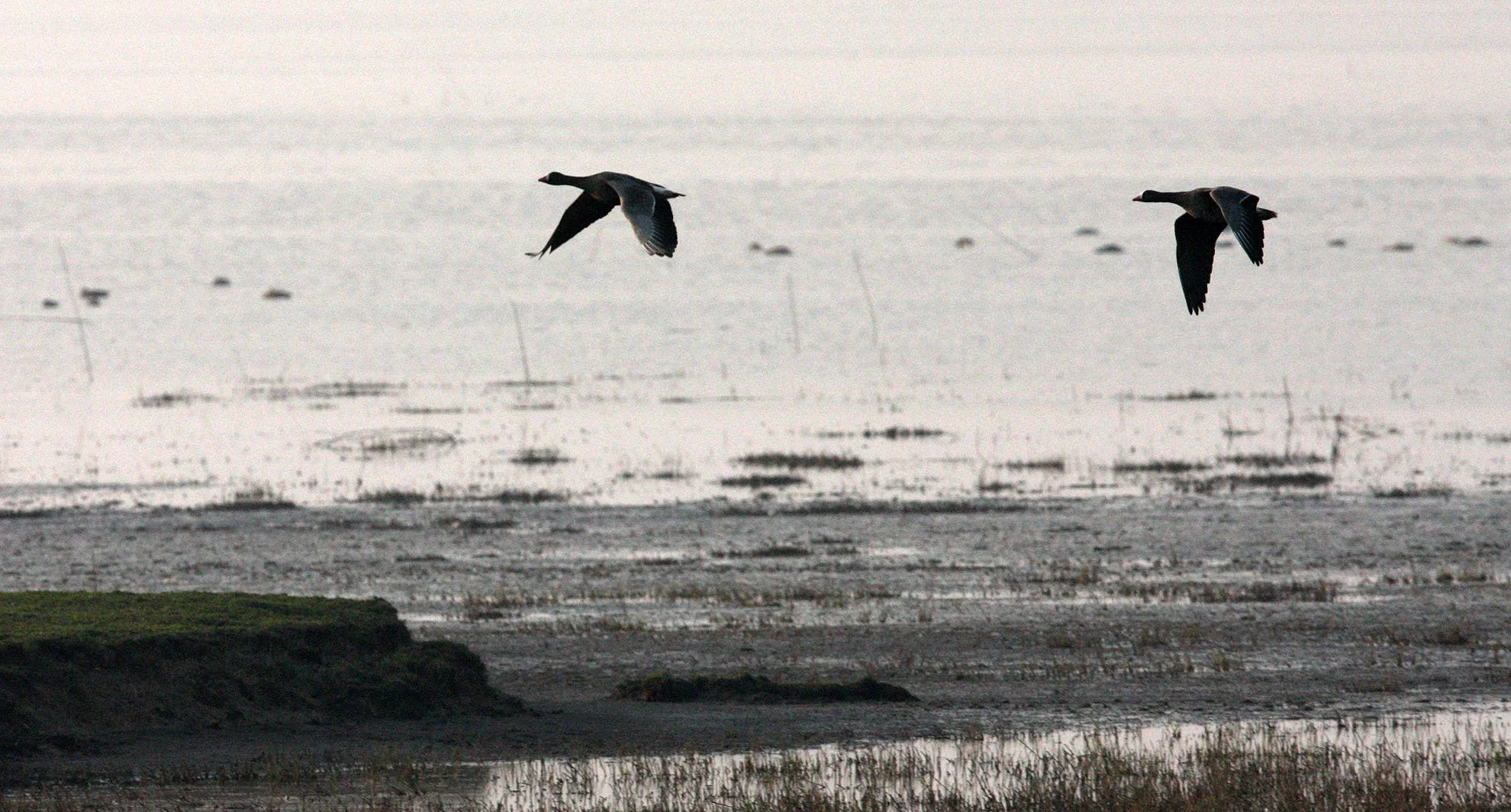 GOOSE - LESSER WHITE-FRONTED GOOSE - Anser erythropus - NANJI HILL RESERVE POYANG LAKE, JIANGXI PROVINCE, CHINA (15).JPG