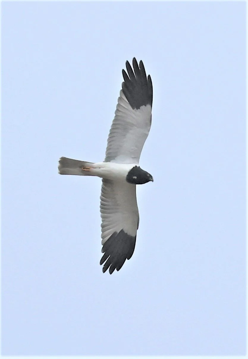 HARRIER - PIED HARRIER - Circus melanoleucos - YONOK CHIANG SAEN CHIANG RAI - ROOST Feb 2022 (41).jpg