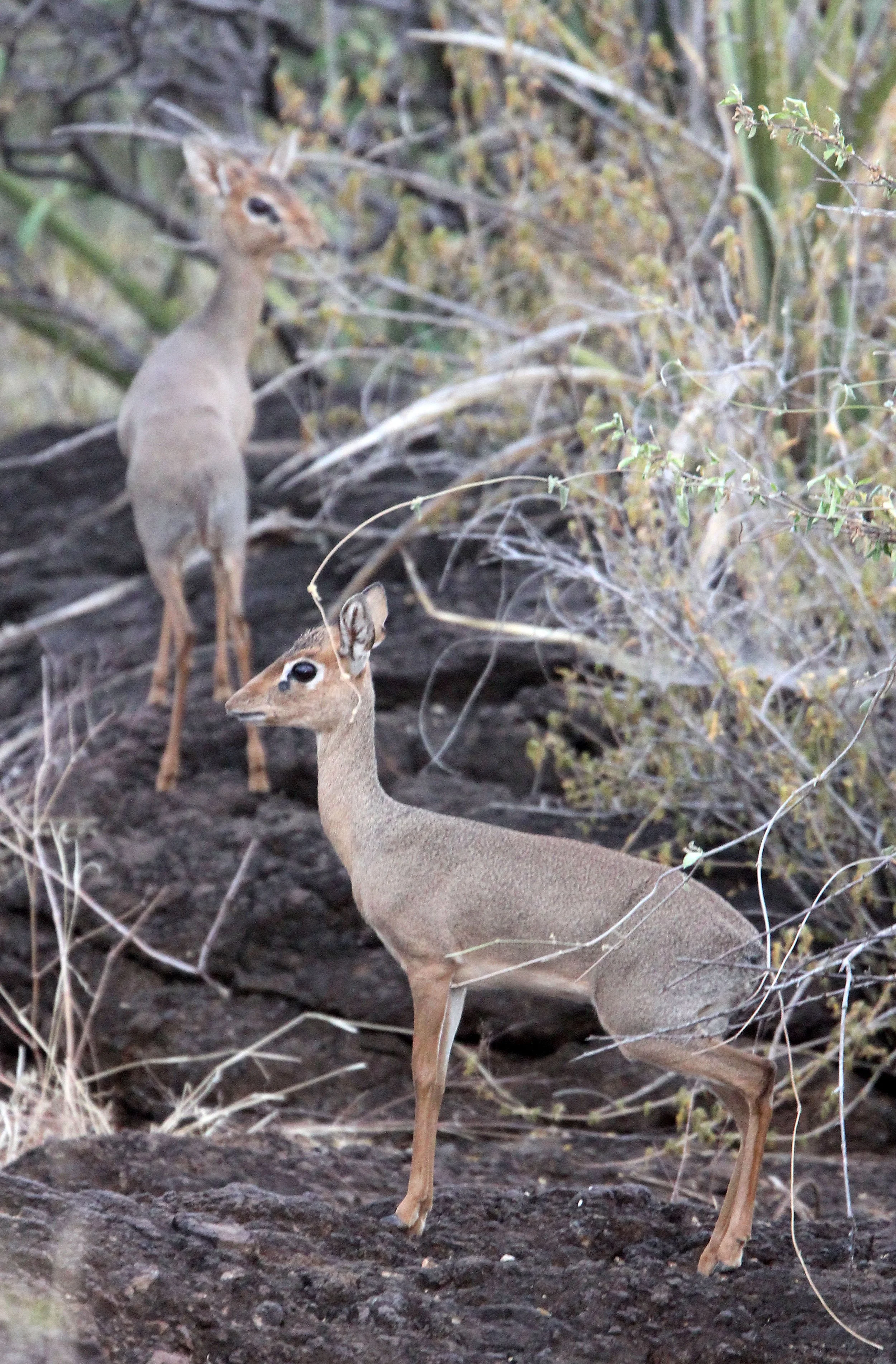 DIK-DIK - KIRK'S DIK-DIK - Madoqua kirkii - SAMBURU NATIONAL PARK KENYA (28).JPG