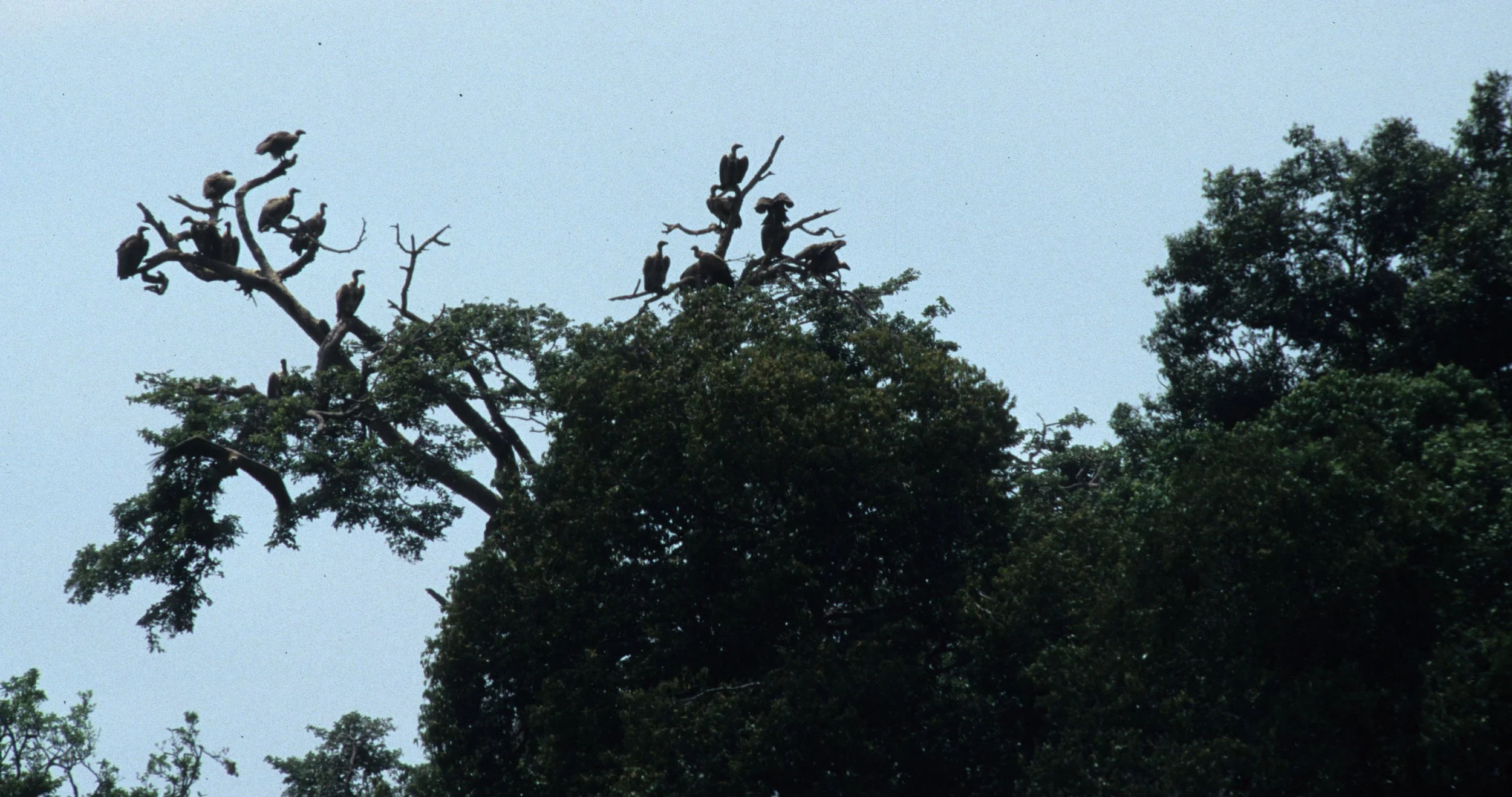 BIRDS - VULTURE - VARIOUS SPECIES  SERENGETI A.jpg