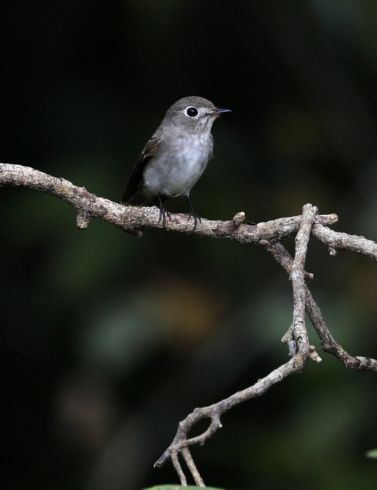 Asian Brown Flycatcher (Muscicapa dauurica) Kaeng Krachan National Park ESS Expedition 2026 (9).jpg