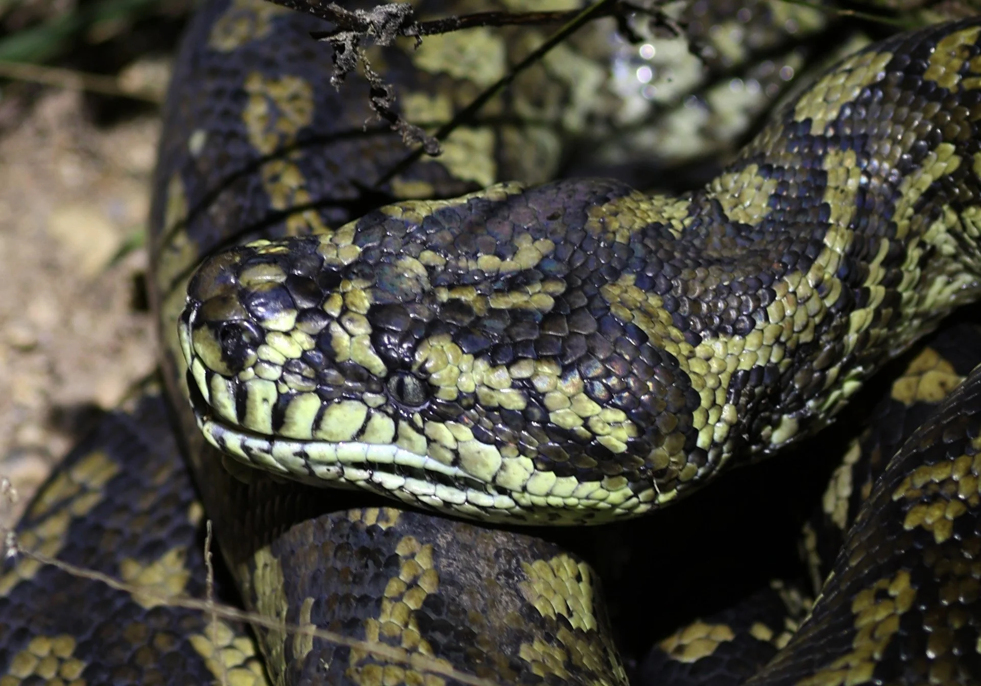 Carpet Python (Morelia spilota) Mount Hypipamee Crater NP & Vicinity - Queensland (8).jpg
