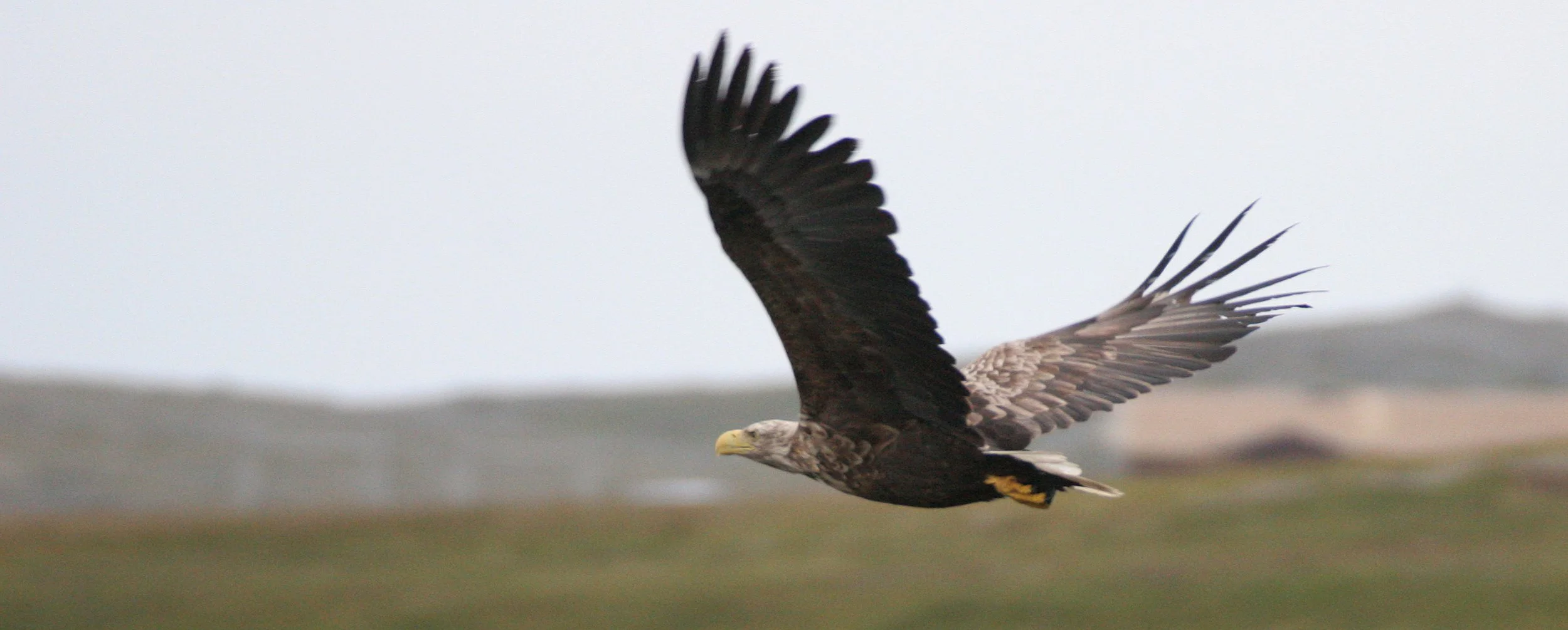 Haliaeetus albicilla - WHITE-TAILED SEA EAGLE - HORNOYA NORWAY (1).jpg