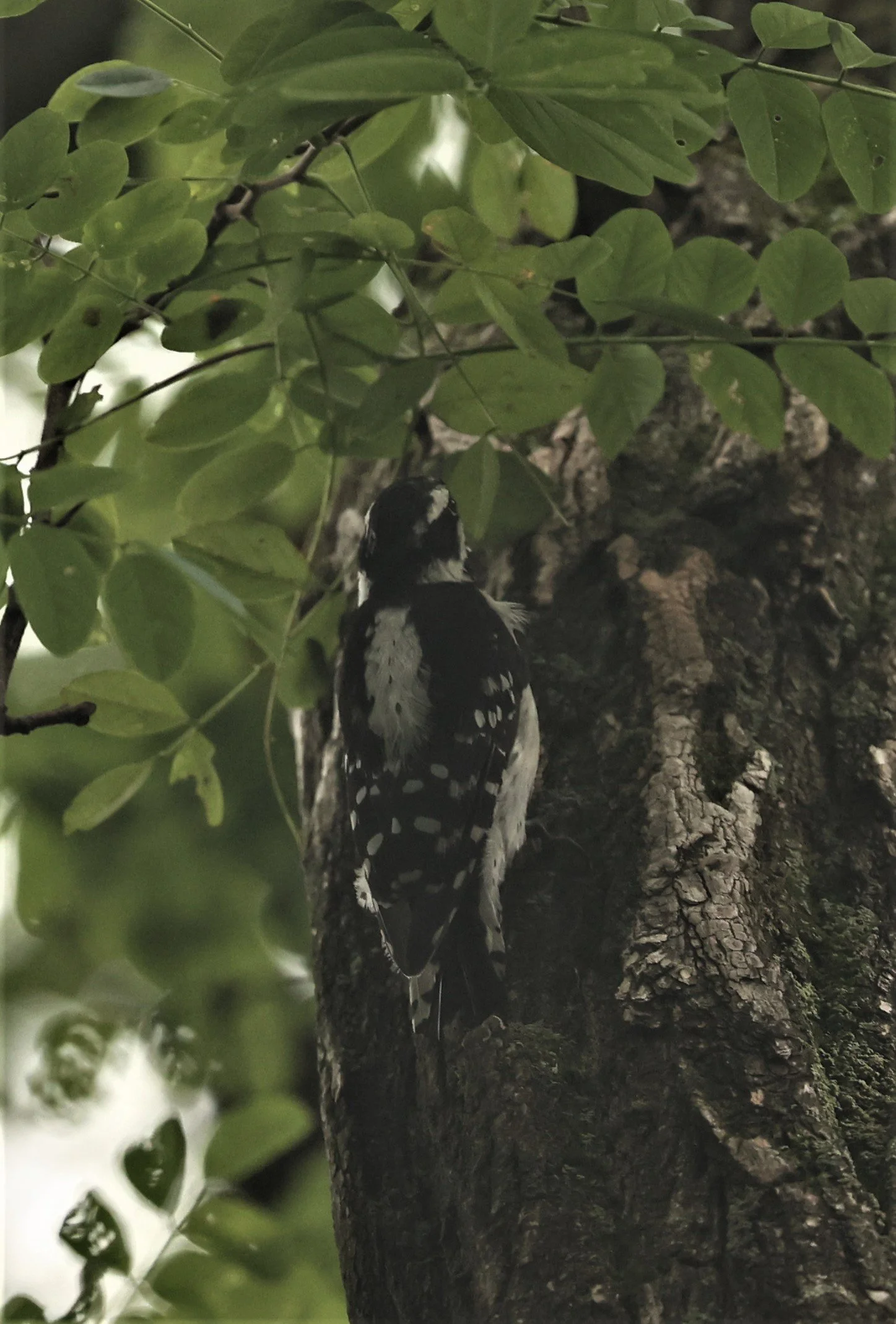 Dryobates pubescens - DOWNY WOODPECKER - LINCOLN MARSH WHEATON ILLINOIS 2022  (2).jpg