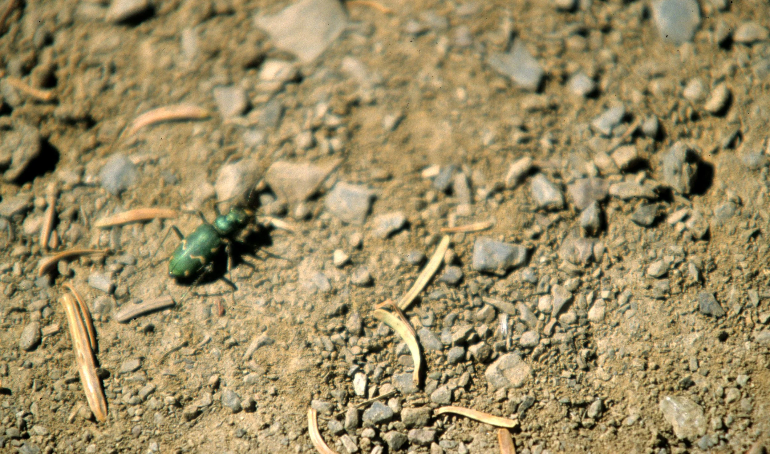 INVERTS - COLEOPTERA - CICCENDELA SPECIES.jpg