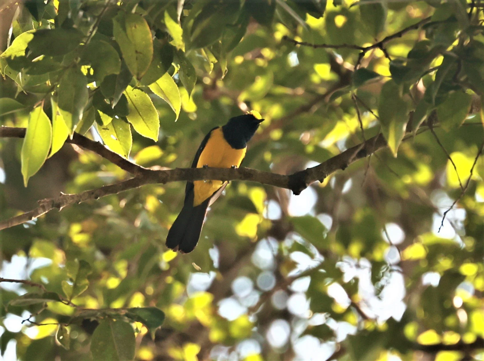 Sultan Tit (Melanochroa sultanea) Phu Khieo Wildlife Sanctuary, Loei Thailand (4).jpg