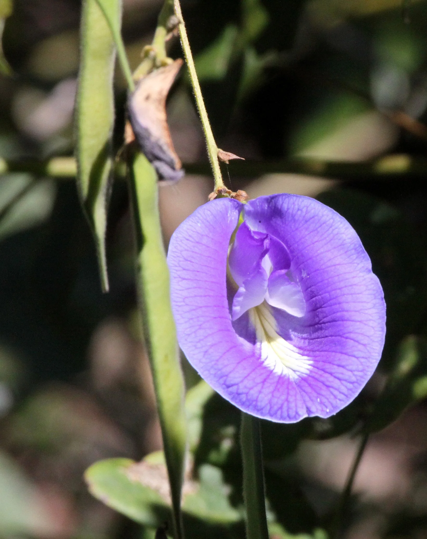 PLANT - CLITORINA SPECIES - ANKARANA NATIONAL PARK MADAGASCAR (4).JPG