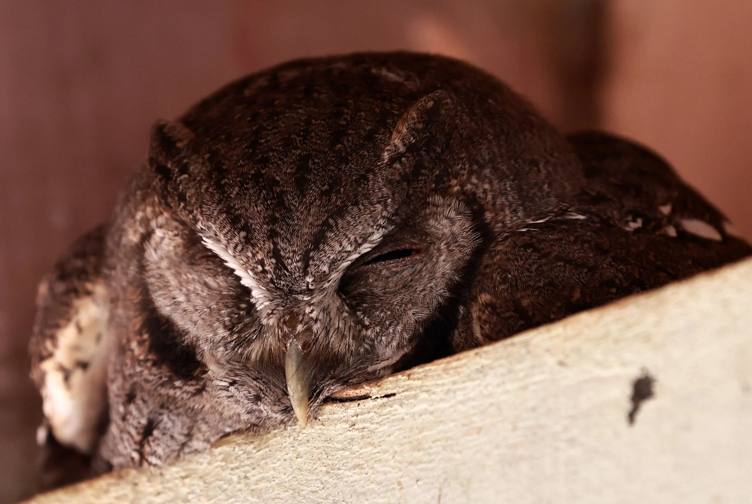 Owl - Tropical Screech-Owl - Megascops choliba - Emas National Park, Goias Brazil (12).jpg