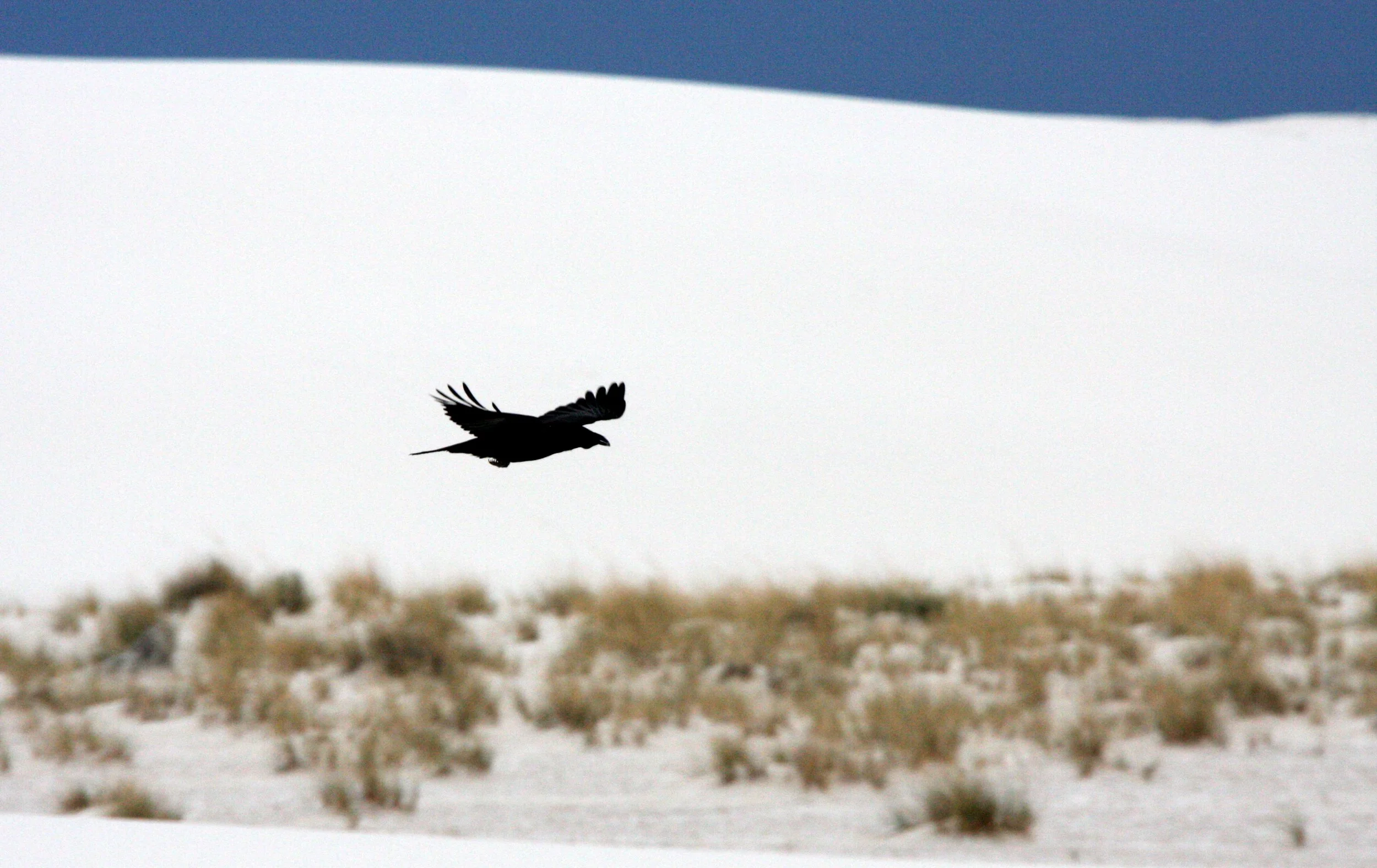 WHITE SANDS NATIONAL MONUMENT (8).JPG