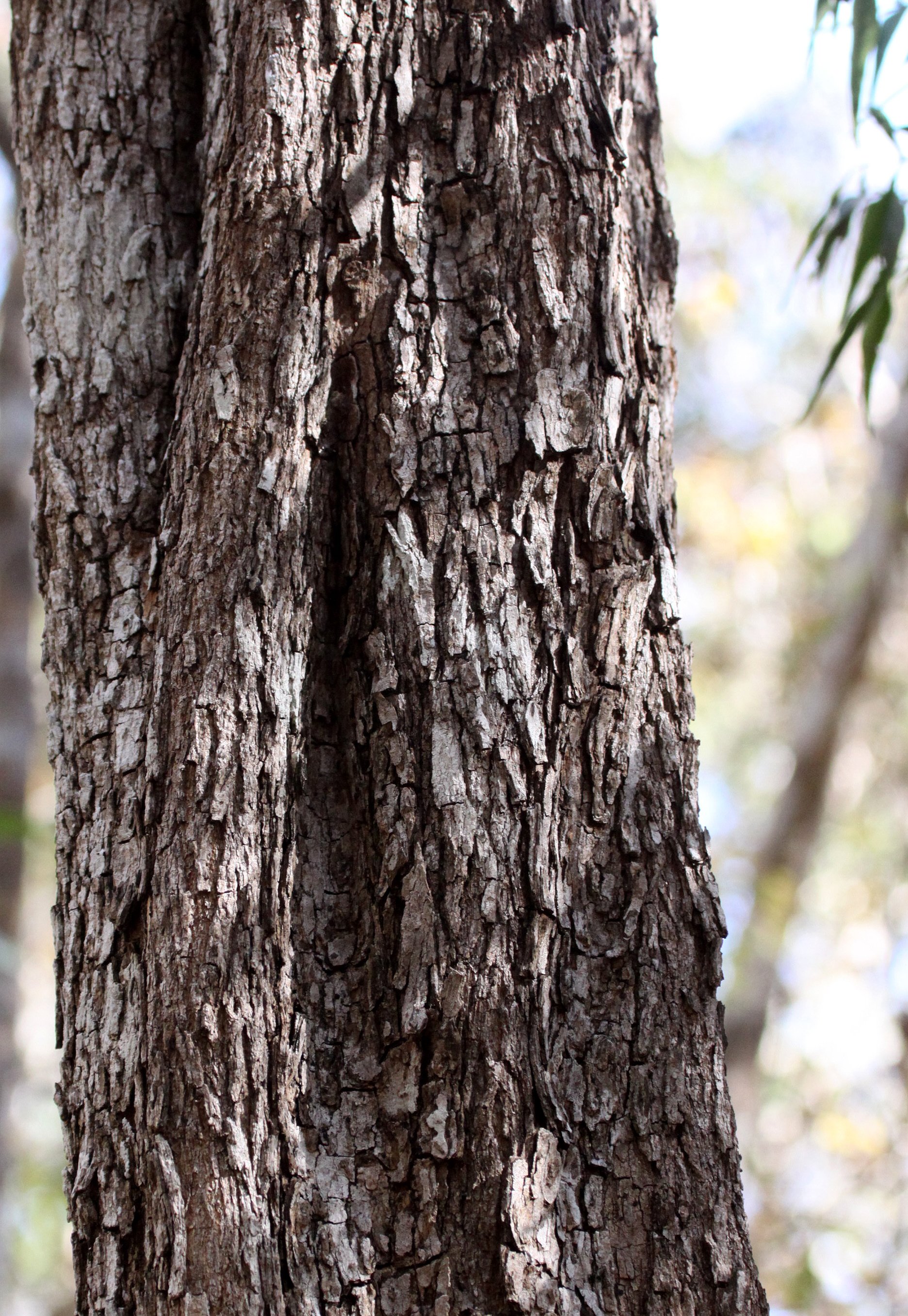 PLANT - SPECIES - KIRINDY NATIONAL PARK - MADAGASCAR (8).JPG