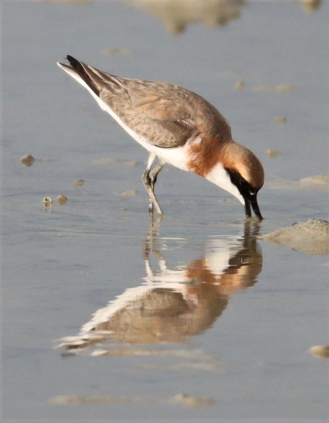PLOVER - GREATER SAND-PLOVER -Charadrius leschenaultii - LAEM PAKARAM PHANG NGA PROVINCE 2021 (40).jpg