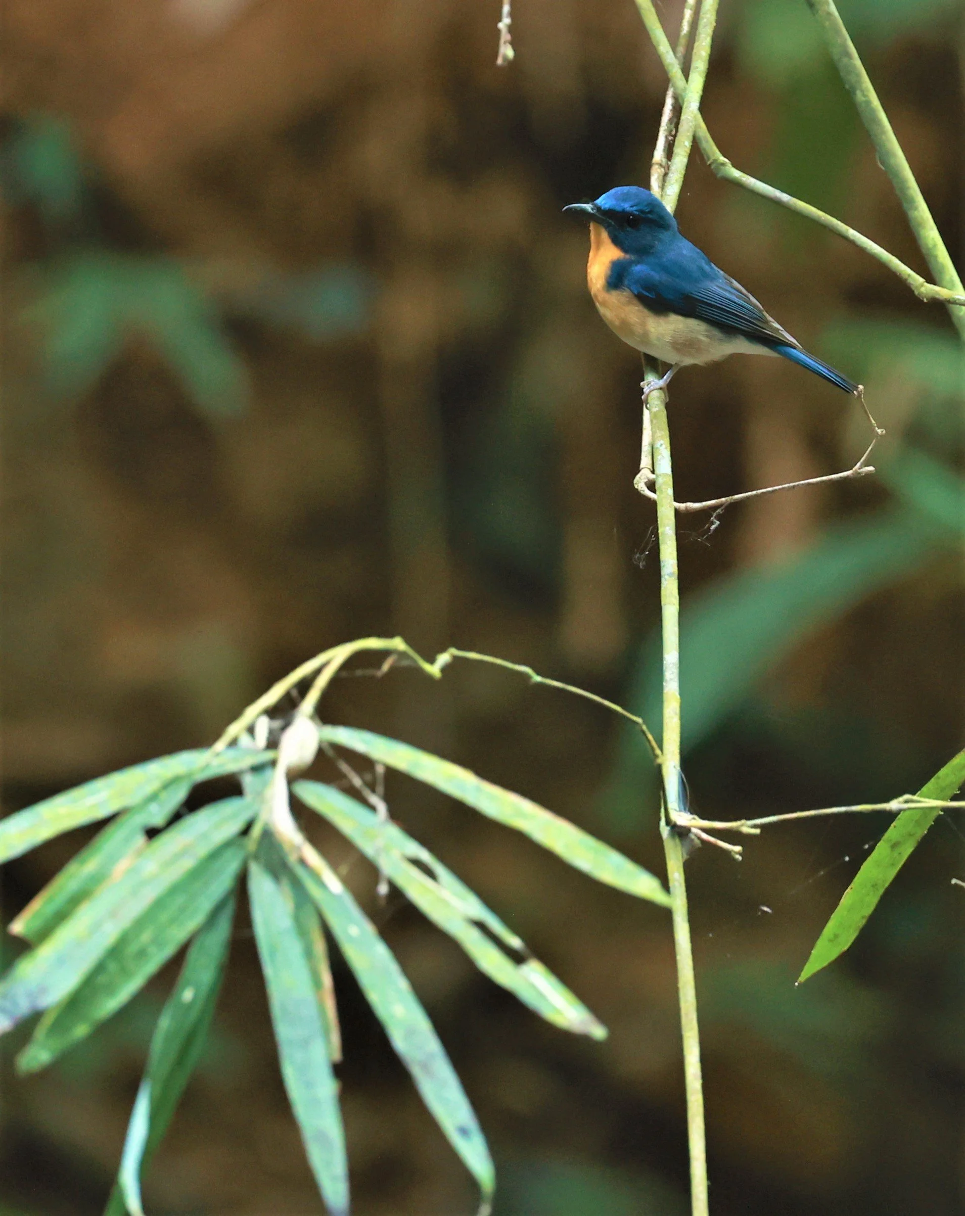 FLYCATCHER - LARGE BLUE FLYCATCHER - Cyornis magnirostris - Si Phang Nga National Park, Thailand Feb 18-19, 2023 (67).jpg