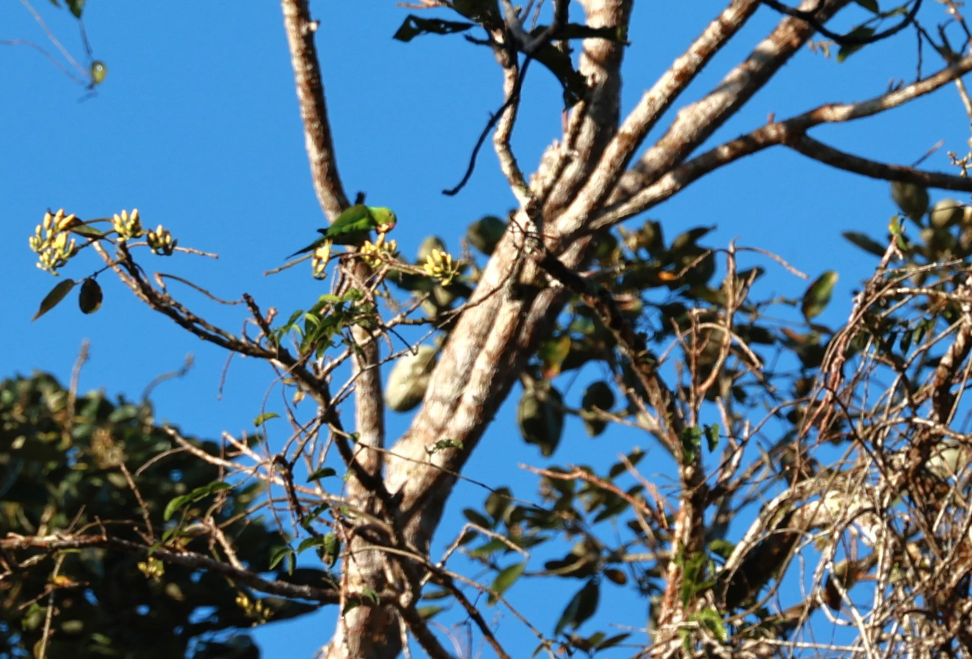 Plain Parakeet - Brotogeris tirica - Illeus, Bahia Brazil, Una Township Area