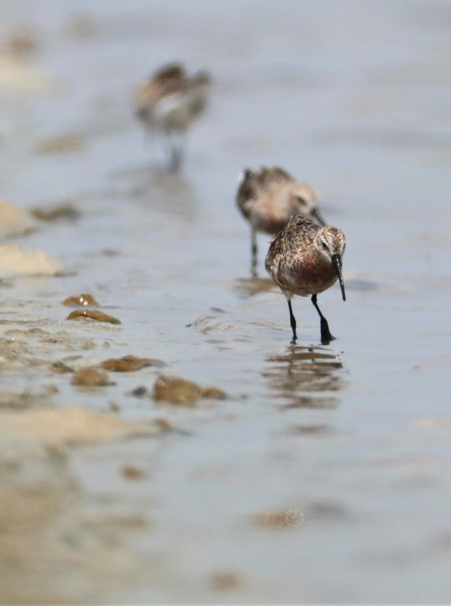 SANDPIPER - CURLEW SANDPIPER - Calidris ferruginea - BANG PAKONG SALT PANS CHACHOENGSAO WEST OF RIVER (12).jpg