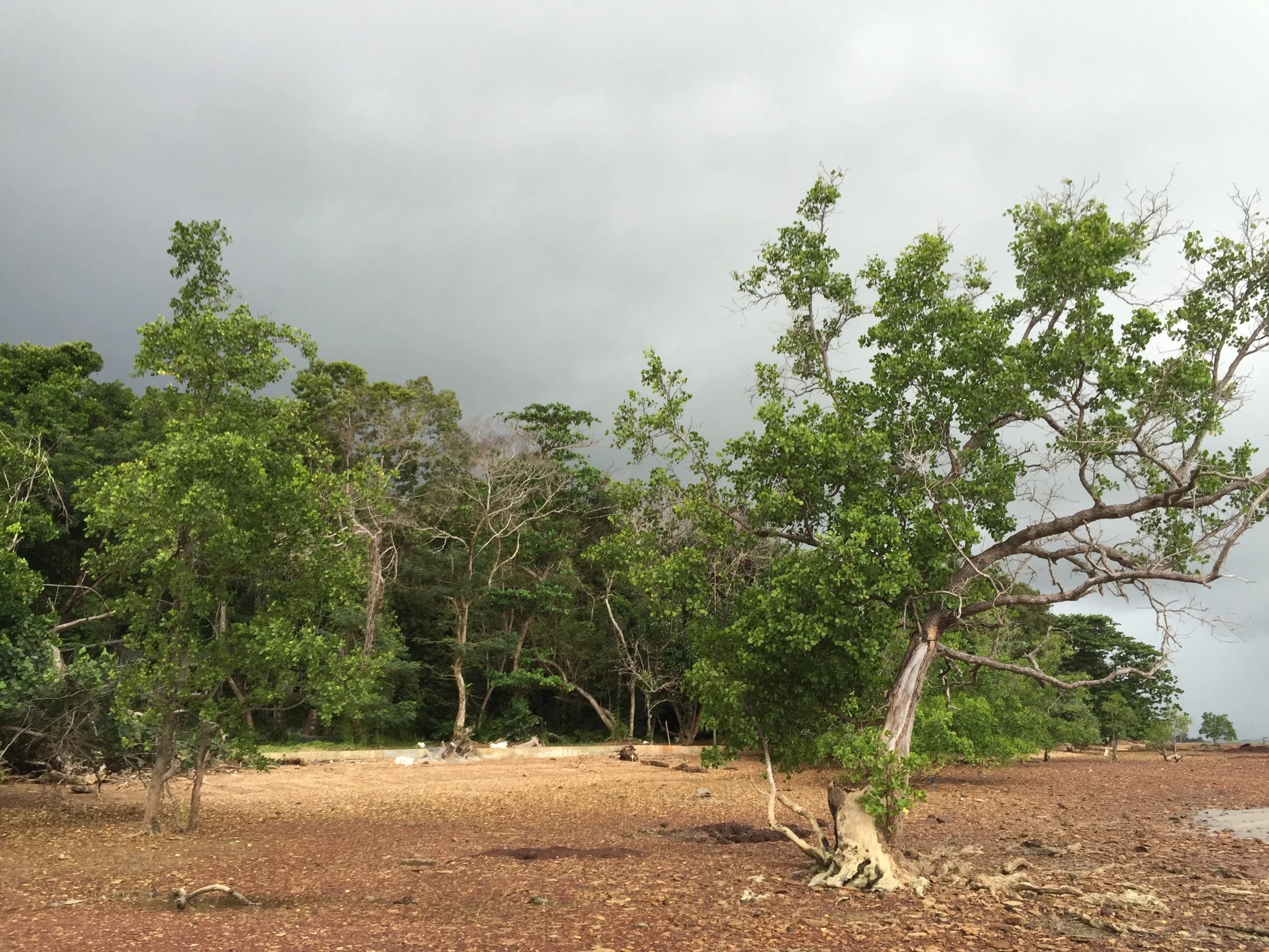 2015 Koh Lanta Garden & Nature (225).JPG