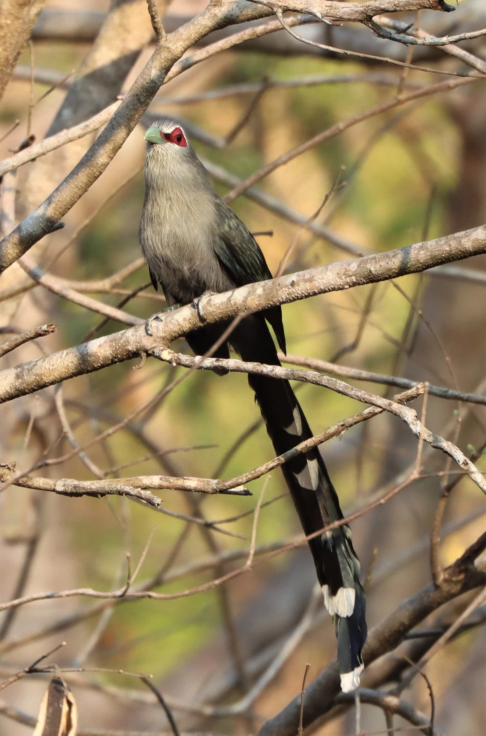 Green-billed Malkoha (Phaenicophaeus tristis) Pak Chong Hot Springs Thailand (8).jpg